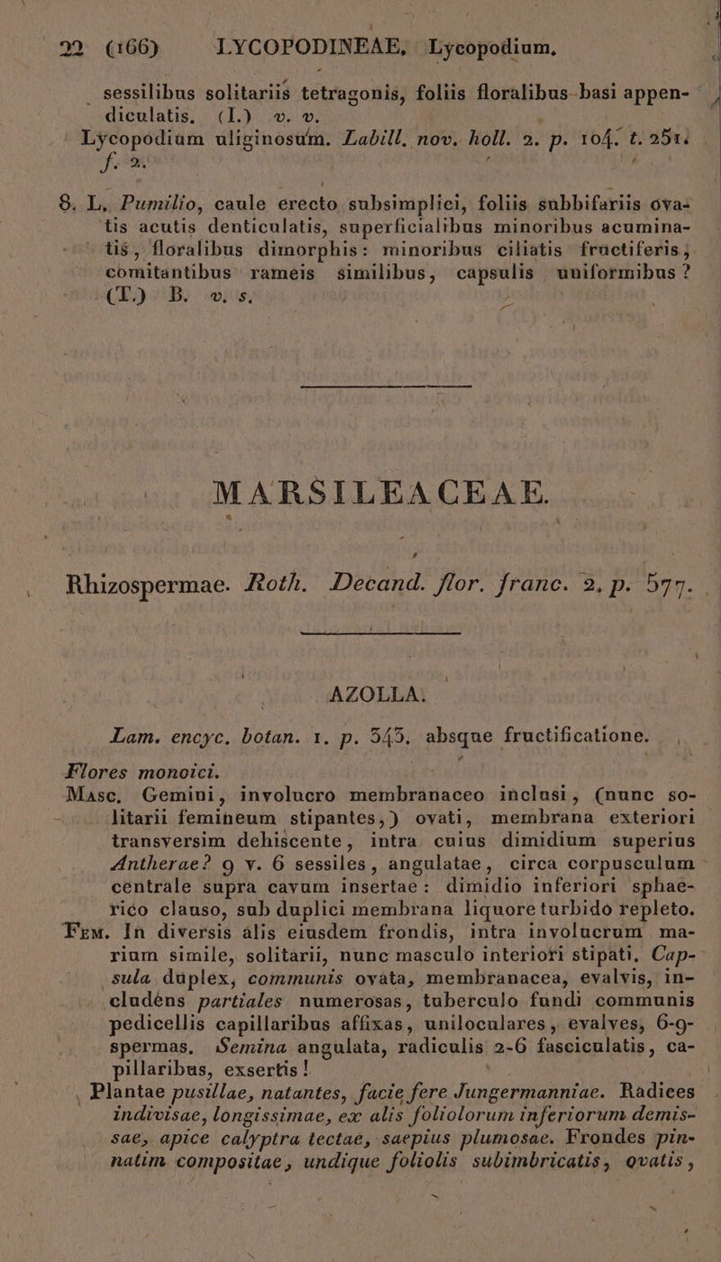 sessilibus solitariis tétiogoM foliis floralibus- basi appen- diculatis, (L) v. v. Lycopodium uliginosum. Labill. nov. holl. 3: p 104. t. 251. f. o 9. L. Pumilio, caule erecto subsimplici, foliis subbifariis ova- tis acutis denticulatis, superficialibus minoribus acumina- tis , floralibus dimorphis : minoribus ciliatis fructiferis ,. comitantibus: rameis similibus, capsulis | uniformibus ? CE) Bo ws Pan MARSILEA CEAE. Rhizospermae. Roth. Decand. Jor. Jranoc. 2, p. 7p. AZOLLA. Lam. encyc. botan. 1. p. 545. absque fructificatione. Flores monoici. Masc, Gemini, involucro membranaceo inclusi, (nunc so- - litarii femineum stipantes,) ovati, membrana exteriori transversim dehiscente, intra cuius dimidium superius Antherae? 9 v. 6 sessiles, angulatae, circa corpusculum centrale supra cavum insertae: dimidio inferiori sphae- rico clauso, sub duplici membrana liquore turbido repleto. Fzw. In diversis alis eiusdem frondis, intra involucrum | ma- rium simile, solitarii, nunc masculo interiori stipati, Cap- .sula duplex, communis ovàta, membranacea, evalvis, in- cludéns partiíales numerosas, tuberculo fundi communis pedicellis capillaribus affixas, uniloculares , evalves, 6-9- spermas. Semina angulata, radiculis 2-6 fasciculatis, ca- pillaribus, exsertis ! , Plantae pusillae, natantes, facie fere Jungermanniae. Radiees indivisae, longissimae, ex alis foliolorum inferiorum demis- Sae, apice calyptra lectae, saepius plumosae. Frondes pin- natim compositae , undique foliolis subimbricatis, ovatis , n3