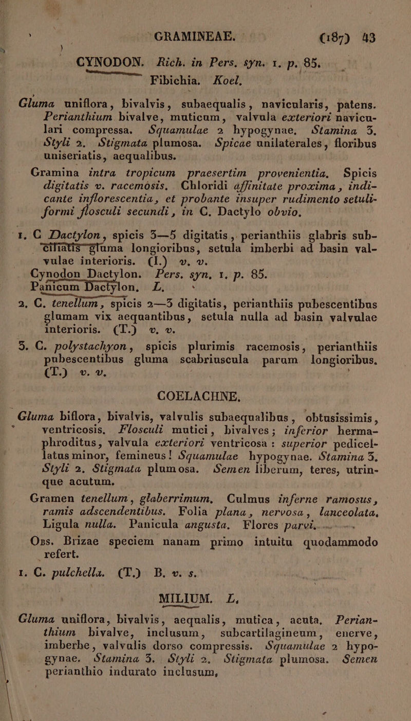 CYNODON. Rich. in Pers. $yn. 1. p. 85. Fibichia. Koc. Gluma wniflora, bivalvis, subaequalis, navicularis, patens. Perianthium. bivalve, muticum, valvula exteriori navicu- lari compressa. S$quamulae 2 hypogynae. Stamina 5. Styli 2. Stigmata plumosa. | Spicae unilaterales, floribus uniseriatis, aequalibus. Gramina intra tropicum praesertim provenientia, Spicis digitatis v. racemósis, Ghloridi affinitate proxima , indi- cante inflorescentia , et probante insuper rudimento setuli- formi flosculi secundi , in C. Dactylo obvio, 1€ JDactylon , spicis 5—5 digitatis ,. perianthiis glabris sub- eiWiatisgluma longioribus, setula imberbi ad basin val- vulae interioris. (Ll) vw. v. Cynodon Dactylon. Pers. syn, 1. p. 85. Panicum Tao iod; L. : 2. C. tenellum , spicis 2—5 digitatis, perianthiis pubescentibus lumam vix aequantibus, setula nulla ad basin valvulae interioris. (T.) v. v. 9. C. polystachyon, spicis plurimis racemosis, perianthiis pubescentibus gluma scabriuscula parum longioribus. (I. v. v. j COELACHNE. Gluma biflora, bivalvis, valvulis subaequalibus, obtusissimis, : ventricosis, JZosculi mutici, bivalves; inferior herma- phroditus, valvula exteriori ventricosa : superior pedicel- latus minor, femineus! S$quamulae hypogynae. Stamina 5. Styli 2. Stigmata plumosa. Semen liberum, teres, utrin- que acutum. Gramen tenellum , glaberrimum, | Culmus inferne ramosus, ramis adscendentibus. Folia plana, nervosa, lanceolata, Ligula nul/a. Panicula angusta, Flores parvi... Oss. Brizae speciem nanam primo intuitu quodammodo refert. I. C. pulchella. (T.) B. w. s. MILIUM. LZ, Gluma uniflora, bivalvis, aequalis, mutica, acuta, Perian- thium bivalve, inclusum, subcartilagineum, enerve, Amberbe, valvulis dorso compressis. $quamulae 2. hypo- gynae. Stamina 5. Styli 2. Stigmata plumosa. Semen perianthio indurato inclusum,