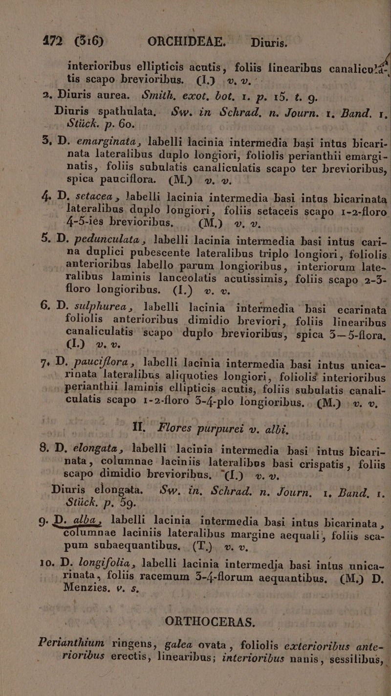 interioribus ellipticis acutis, foliis linearibus — tis scapo brevioribus. (1) vv. ni 2, Diuris aurea. Smith, exot, bot. 1. p. 15. t. 9. Diuris spathulata, Sw. in. Schrad, n. Journ. x. Band. rx, Stück. p. 60. 9, D. emarginata, labelli lacinia intermedia basi intus bicari- nata lateralibus duplo longiori, foliolis perianthii emargi- natis, foliis subulatis canaliculatis scapo ter brevioribus, spica pauciflora.. (M.)) ».». | 4. D. setacea , lJabelli lacinia intermedia basi intus bicarinata lateralibus duplo longiori, foliis setaceis scapo 1-2-floro 4-5-iés brevioribus, (M.) w. v. | 5. D. pedunculata , labelli lacinia intermedia basi intus cari-. na duplici pubescente lateralibus triplo longiori , foliolis. anterioribus labello parum longioribus, interiorum late-. ralibus laminis lanceolatis acutüissimis, foliis scapo 2-3- floro longioribus. (1L) v.v. ^ - 6. D. sulphurea , labelli lacinia intermedia basi ecarinata foliolis anterioribus dimidio breviori, foliis linearibus canaliculatis: scapo duplo: brevioribus, spica 5— 5-flora, (1) ^». uU à; 7. D. pauciflora , labelli lacinia intermedia basi intus unica- . rinata lateralibus aliquoties longiori, - foliolis: interioribus perianthii laminis ellipticis acutis, foliis subulatis canali- culatis scapo 1-2-floro 5-4-plo longioribus. . (M.) v. v, : II. ' Flores purpurei v. albi, : 9. D. elongata, labelli lacinia intermedia basi intus bicari- nata, columnae laciniis lateralibus basi crispatis , foliis scapo dimidio brevioribus, (L.) «v. v. Diuris elongata. Sw. in. Schrad. n. Journ, 1. Band, 1. Stück. p. 59. 9. D. alba, labelli lacinia. intermedia basi intus bicarinata , col umnae laciniis lateralibus margine aequali, foliis sca- pum subaequantibus,. (T) wv. «v. 10. D. Jongifolia, labelli lacinia intermedia basi intus unica- rinata, foliis racemum 35-4-florum aequantibus, (M.) D. Menzies, v. s. | ORTHOCERAS. Perianthium vingens, galea ovata, foliolis exterioribus ante- | rioribus erectis, linearibus; interioribus nanis, sessilibus, -