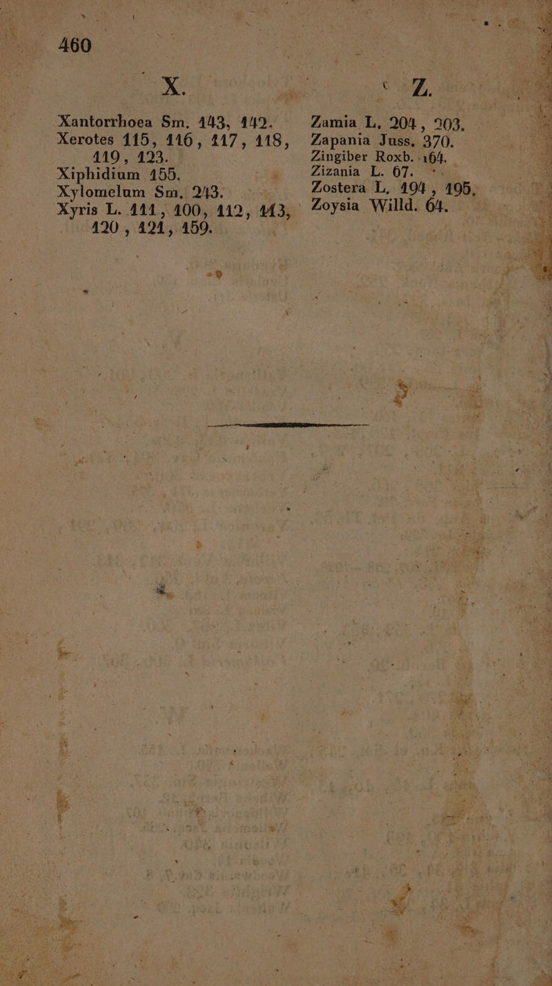 Xerotes 115, 116, H7 418, Cr aO 123. - Am Xiphidium 155. C X vlotobtuus $m; 213: vv 420, 424, 499. Zapania. Ju