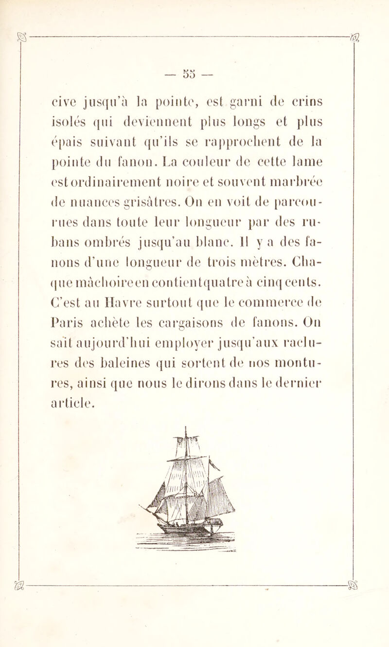 civc jusqu’à la pointe, est garni de crins isolés qui deviennent plus longs et plus épais suivant qu’ils se rapprochent de la pointe du fanon. La couleur de cette lame est ordinairement noire et souvent marbrée de nuances grisâtres. On en voit de parcou- rues dans toute leur longueur par des ru- bans ombrés jusqu’au blanc, fl y a des fa- nons d’une longueur de trois mètres. Cha- que mâchoireen contientquatreà cinq cents. C'est au Havre surtout que le commerce de Paris achète les cargaisons de fanons. On sait aujourd'hui employer jusqu’aux raclu- res des baleines qui sortent de nos montu- res, ainsi que nous le dirons dans le dernier article.