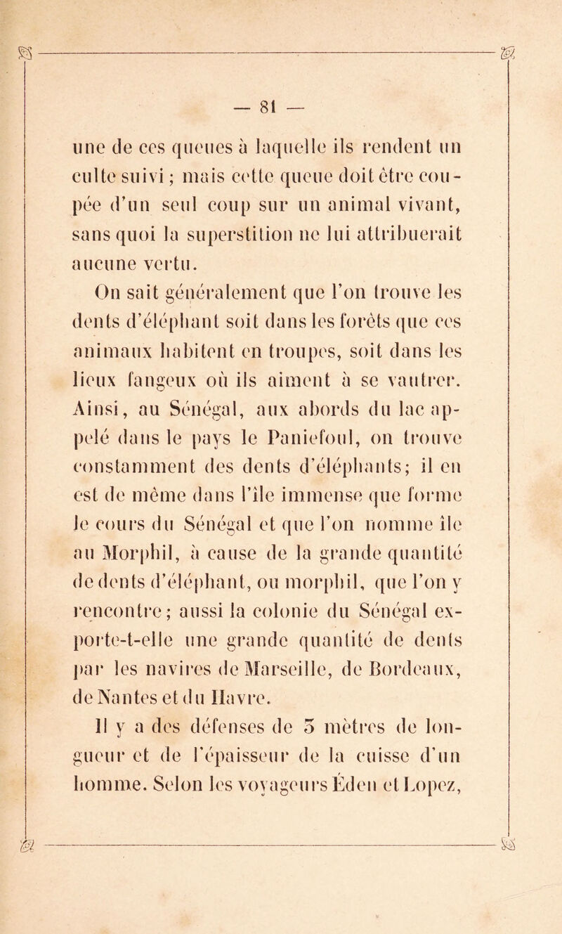 une de ees queues à laquelle ils rendent un culte suivi ; mais eettc queue doit être cou- pée d’un seul coup sur un animal vivant, sans quoi la superstition ne lui attribuerait aucune vertu. On sait généralement que l’on trouve les animaux habitent en troupes, soit dans les lieux fangeux où ils aiment à se vautrer. Ainsi, au Sénégal, aux abords du lac ap- pelé dans le pays le Paniefoul, on trouve constamment des dents d’éléphants; il en est de même dans l’ile immense que forme le cours du Sénégal et que l’on nomme île au Morphil, à cause de la grande quantité de dents d’éléphant, ou morphil, que l’on y rencontre; aussi la colonie du Sénégal ex- porte-t-elle une grande quantité de dénis par les navires de Marseille, de Bordeaux, de Nantes et d u Havre. 31 y a des défenses de 5 mètres de lon- gueur et de h épaisseur de la cuisse d’un homme. Selon les voyageurs Éden et Lopez,