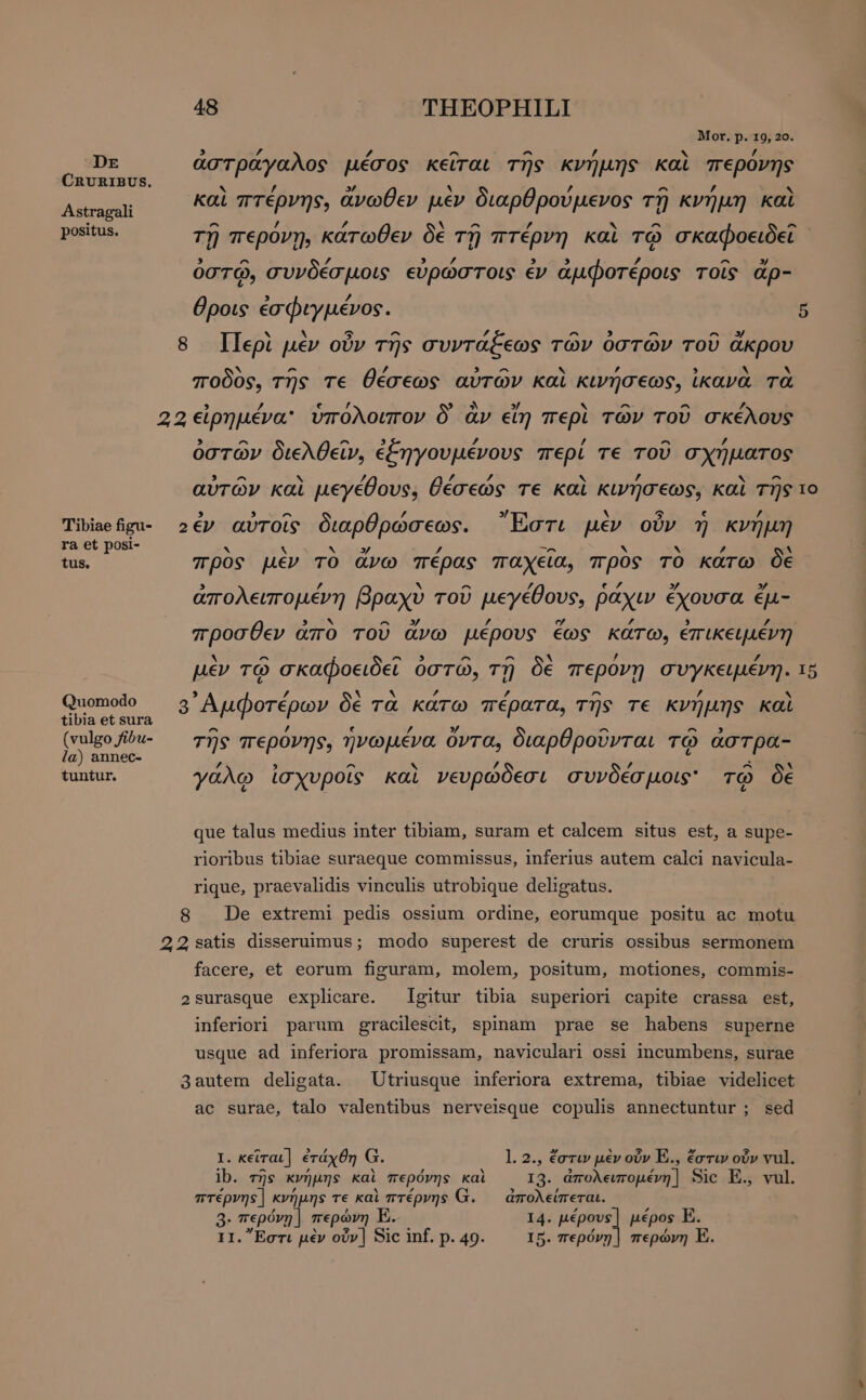 Dr CRURIBUS. Astragali positus. 8 22 Tibiae figu- 2 ra et posi- tus. Quomodo 3 tibia et sura (vulgo fibu- la) annec- tuntur. 8 22 2 3 48 THEOPHILI Mor. p. 19, 20. 5 um Ρ ^ ^ ’ « κ. αστραγαλος μεσος κειται TNS κνημης Καὶ περονης ~ ’ » ` ’ ^ L4 9 και ΠΤερνη5, ἄνωθεν μεν διαρθρούμενος ΤΊ} κνήμη και ^ / P4 . ^ , ^ ^ τῇ 7repovy, κάτωθεν δὲ τῇ πτέρνη καὶ τῷ σκαφοειδεῖ ᾽ ^ / , lA / ^ 3 ὀστῷ, συνδέσμοι εὐρῶστοις ἐν ἀμφοτέροις τοῖς ἄρ- 2: θροις ἐσφιγμένος. ν e ^ ΄ - , ^ ω 5 Περὶ μὲν οὖν τῆς συντάξεως τῶν ὀστῶν τοῦ ἄκρου À ^ / S A Ν , S N ποδος, τῆς τε θέσεως αὐτῶν καὶ κινήσεως, ἱκανα τα 5 2 € , 0 Ἀ » $ ^ ^ ’ ειρηµενα” υπολοιπον Ô αν ει) περι TOV του σκέλους 5 ^ ^ 3 2 / ^ / ὀστῶν διελθεῖν, ἐξηγουμένους περί τε τοῦ σχήματος 5. ^ « 7 / 7 A / M Ue αυτων και μεγέθους, θέσεως τε και κινήσεως, και TNS 3 2 ^ / 3/ » 3 e / εν αυτοις διαρθρώσεως. στι μεν ουν η Κνημη ~ ν v 3/ z “a ~ b L4 . προς μεν TO ἄνω πέρας παχεῖα, προς TO κάτω δε 9 f N ^ / e » » απολειποµένη βραχυ του μεγέθους, ράχιν εχουσα εμ- Ν ^ y ^ [rd T , , προσθεν ἀπὸ τοῦ ἄνω μέρους ἕως κάτω, ἐπικειμένη Ν A » ^ A A ~ / 7 μὲν τῷ σκαφοειδεῖ ὀστώ, τῇ δὲ περόνῃ συγκειμένη. A / δὲ X (4 / ^ y « μφοτέρων δε τα κατω πέρατα, TNS τε κνήμης καὶ ^ ’ ε r4 » ^ ^ TNS TEPOVNS, )vopeva ovTQ, διαρθροῦνται τῳ acTpa- ” 9 ^ EY / L4 ž A ` γαλφ LO XUDOLS και νευρώδεσι συνδέσµοις τῳ δε que talus medius inter tibiam, suram et calcem situs est, a supe- rioribus tibiae suraeque commissus, inferius autem calci navicula- rique, praevalidis vinculis utrobique deligatus. De extremi pedis ossium ordine, eorumque positu ac motu satis disseruimus; modo superest de cruris ossibus sermonem facere, et eorum figuram, molem, positum, motiones, commis- surasque explicare. Igitur tibia superiori capite crassa est, inferiori parum gracilescit, spinam prae se habens superne usque ad inferiora promissam, naviculari ossi incumbens, surae autem deligata. Utriusque inferiora extrema, tibiae videlicet ac surae, talo valentibus nerveisque copulis annectuntur ; sed I. κεῖται] ἐτάχθη G. l. 2., ἔστιν μὲν οὖν E., ἔστιν οὖν vul. ib. τῆς κνήμης kai περόνης καὶ 13. ἀπολειπομένη] Sic E., vul. πτέρνης | κνήμης τε καὶ πτέρνης G. ἀπολείπεται. 3. περόνῃ | περώνη E. I4. µέρους] μέρος E. 11. Ἔστι μὲν οὖν} Sic inf. p. 49. 15. περόνῃ | περώνη E.