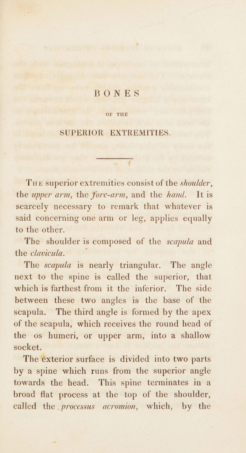 OF THE SUPERIOR EXTREMITIES. f Tir superior extremities consist of the shoulder, the upper arm, the fore-arm, and the hand. It is scarcely necessary to remark that whatever is said concerning one arm or leg, applies equally to the other. The shoulder is composed of the scapula and the clavicula. The scapula is nearly triangular. The angle next to the spine is called the superior, that which is farthest from it the inferior. The side between these two angles is the base of the scapula. The third angle is formed by the apex of the scapula, which receives the round head of the os humeri, or upper arm, into a shallow socket. The exterior surface is divided into two parts by a spine which runs from the superior angle towards the head. This spine terminates in a broad flat process at the top of the shoulder, called the processus acromion, which, by the