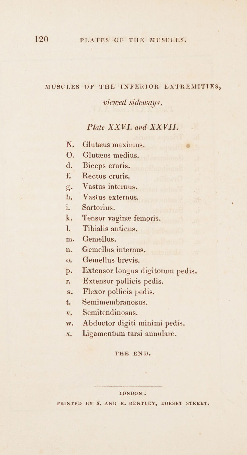 MUSCLES OF THE INFERIOR EXTREMITIES, viewed sideways. Plate XXVI. and XXVIII. N. Gluteeus maximus. ® O. Gluteus medius. d. Biceps cruris. f. Rectus cruris. g. Vastus internus. h. Vastus externus. 1 Sartorius. k. Tensor vagine femoris. }. Tuibialis anticus. m. Gemellus. n. Gemellus internus. o. Gemellus brevis. p- Extensor longus digitorum pedis. r. Extensor pollicis pedis. s. Flexor pollicis pedis. t. Semimembranosus. v. sSemitendinosus. w. Abductor digiti minimi pedis. x. Ligamentum tarsi annulare. THE END. LONDON. PRINTED BY S$. AND R. BENTLEY, DORSET STREKT.