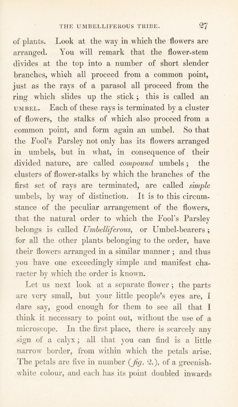 of plants. Look at the way in which the flowers are arranged. You will remark that the flower-stem divides at the top into a number of short slender branches, which all proceed from a common point, just as the rays of a parasol all proceed from the ring which slides up the stick ; this is called an umbel. Each of these rays is terminated by a cluster of flowers, the stalks of which also proceed from a common point, and form again an umbel. So that the Fool’s Parsley not only has its flowers arranged in umbels, but in what, in consequence of their divided nature, are called compound umbels ; the clusters of flower-stalks by which the branches of the first set of rays are terminated, are called simple umbels, by way of distinction. If is to this circum¬ stance of the peculiar arrangement of the flowers, that the natural order to which the Fool’s Parsley belongs is called Umbelliferous, or Umbel-bearers ; for all the other plants belonging to the order, have their dowers arranged in a similar manner ; and thus you have one exceedingly simple and manifest cha¬ racter by which the order is known. Let us next look at a separate flower ; the parts are very small, but your little people’s eyes are, I dare say, good enough for them to see all that I think it necessary to point out, without the use of a microscope. In the first place, there is scarcely any sign of a calyx; all that you can find is a little narrow border, from within which the petals arise. The petals are five in number (fig. *2.), of a greenish- white colour, and each has its point doubled inwards