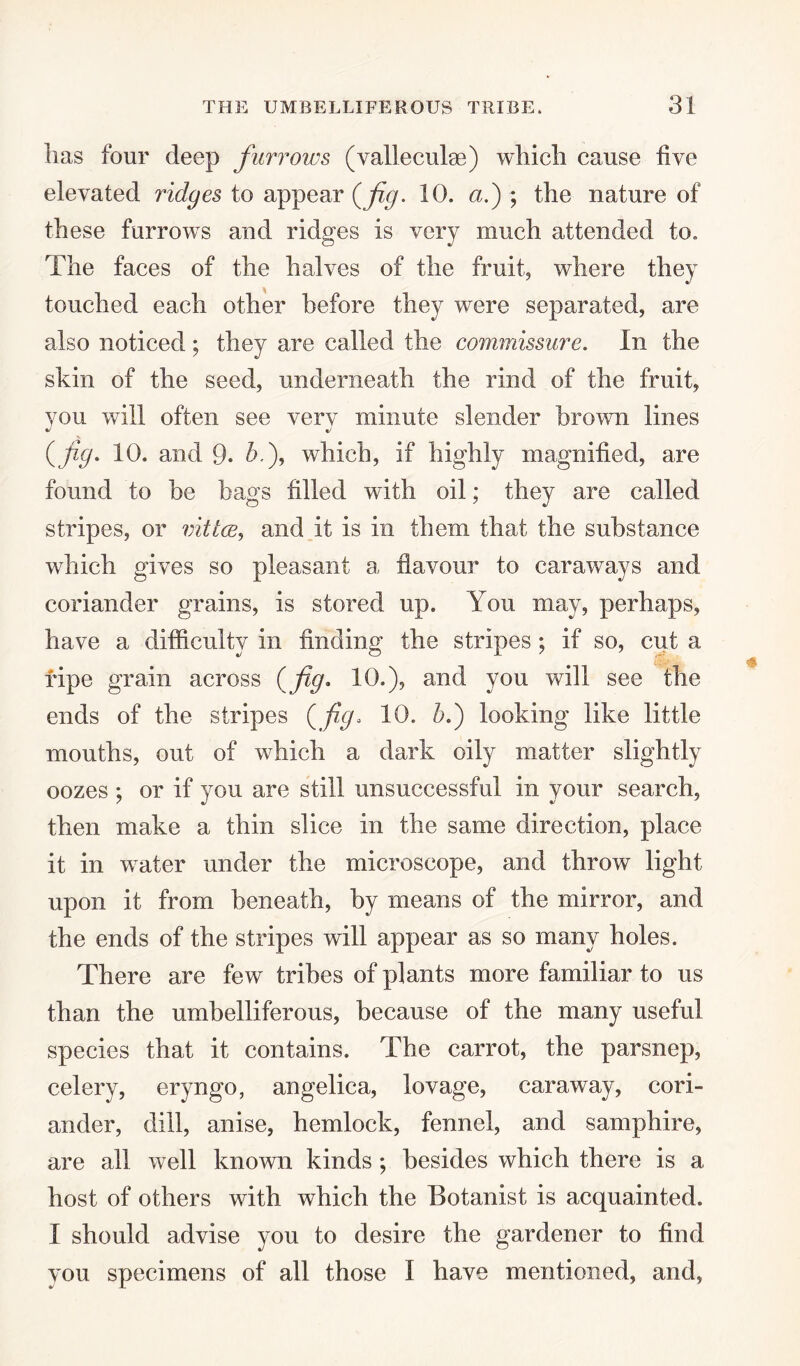 lias four deep furrows (valleculas) wliicli cause five elevated ridges to appear (fig. 10. a.) ; the nature of these furrows and ridges is very much attended to. The faces of the halves of the fruit, where they touched each other before they were separated, are also noticed ; they are called the commissure. In the skin of the seed, underneath the rind of the fruit, vou will often see verv minute slender brown lines (fig. 10. and 9. &-), which, if highly magnified, are found to be bags filled with oil; they are called stripes, or mttce, and it is in them that the substance which gives so pleasant a flavour to caraways and coriander grains, is stored up. You may, perhaps, have a difficulty in finding the stripes ; if so, cut a ripe grain across (fig* 10.), and you will see the ends of the stripes (fig* 10. 5.) looking like little mouths, out of which a dark oily matter slightly oozes ; or if you are still unsuccessful in your search, then make a thin slice in the same direction, place it in wafer under the microscope, and throw light upon it from beneath, by means of the mirror, and the ends of the stripes will appear as so many holes. There are few tribes of plants more familiar to us than the umbelliferous, because of the many useful species that it contains. The carrot, the parsnep, celery, eryngo, angelica, lovage, caraway, cori¬ ander, dill, anise, hemlock, fennel, and samphire, are all well known kinds ; besides which there is a host of others with which the Botanist is acquainted. I should advise you to desire the gardener to find you specimens of all those I have mentioned, and,