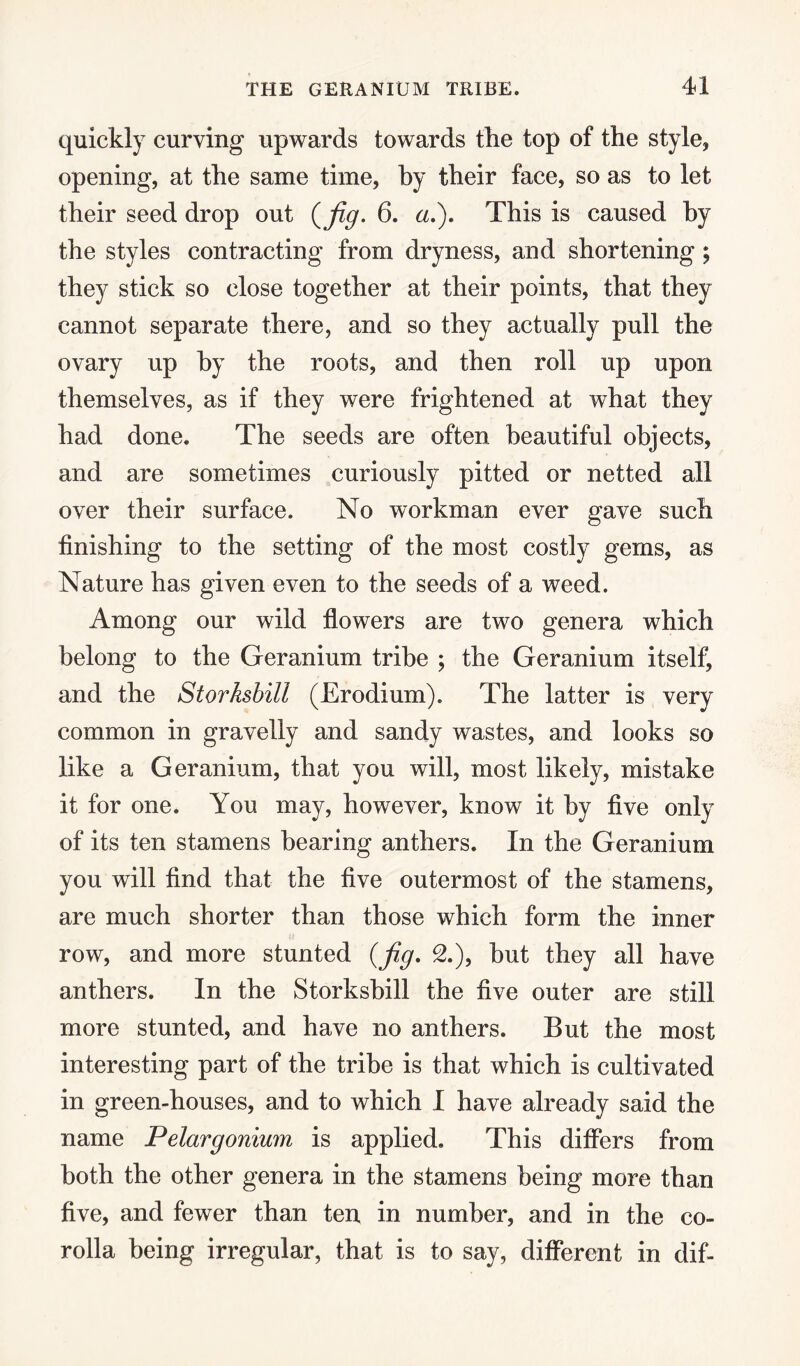 quickly curving upwards towards the top of the style, opening, at the same time, by their face, so as to let their seed drop out (fig- 6. a.). This is caused by the styles contracting from dryness, and shortening ; they stick so close together at their points, that they cannot separate there, and so they actually pull the ovary up by the roots, and then roll up upon themselves, as if they were frightened at what they had done. The seeds are often beautiful objects, and are sometimes curiously pitted or netted all over their surface. No workman ever gave such finishing to the setting of the most costly gems, as Nature has given even to the seeds of a weed. Among our wild flowers are two genera which belong to the Geranium tribe ; the Geranium itself, and the Storksbill (Erodium). The latter is very common in gravelly and sandy wastes, and looks so like a Geranium, that you will, most likely, mistake it for one. You may, however, know it by five only of its ten stamens bearing anthers. In the Geranium you will find that the five outermost of the stamens, are much shorter than those which form the inner row, and more stunted (fig. 2.), but they all have anthers. In the Storksbill the five outer are still more stunted, and have no anthers. But the most interesting part of the tribe is that which is cultivated in green-houses, and to which I have already said the name Pelargonium is applied. This differs from both the other genera in the stamens being more than five, and fewer than ten in number, and in the co¬ rolla being irregular, that is to say, different in dif-