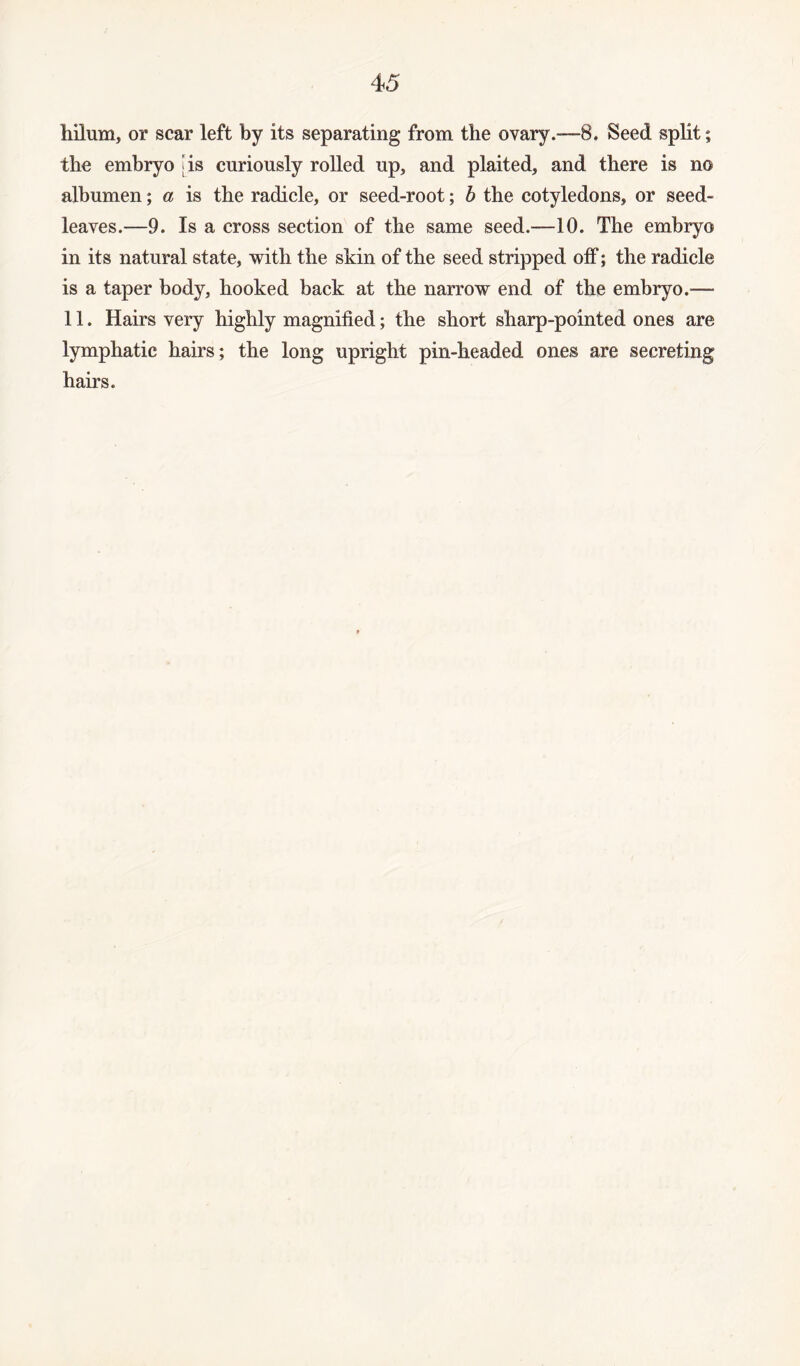 hilum, or scar left by its separating from the ovary.-—8. Seed split; the embryo [is curiously rolled up, and plaited, and there is no albumen; a is the radicle, or seed-root; b the cotyledons, or seed- leaves.—9. Is a cross section of the same seed.—10. The embryo in its natural state, with the skin of the seed stripped off; the radicle is a taper body, hooked back at the narrow end of the embryo.— 11. Hairs very highly magnified; the short sharp-pointed ones are lymphatic hairs; the long upright pin-headed ones are secreting hairs.