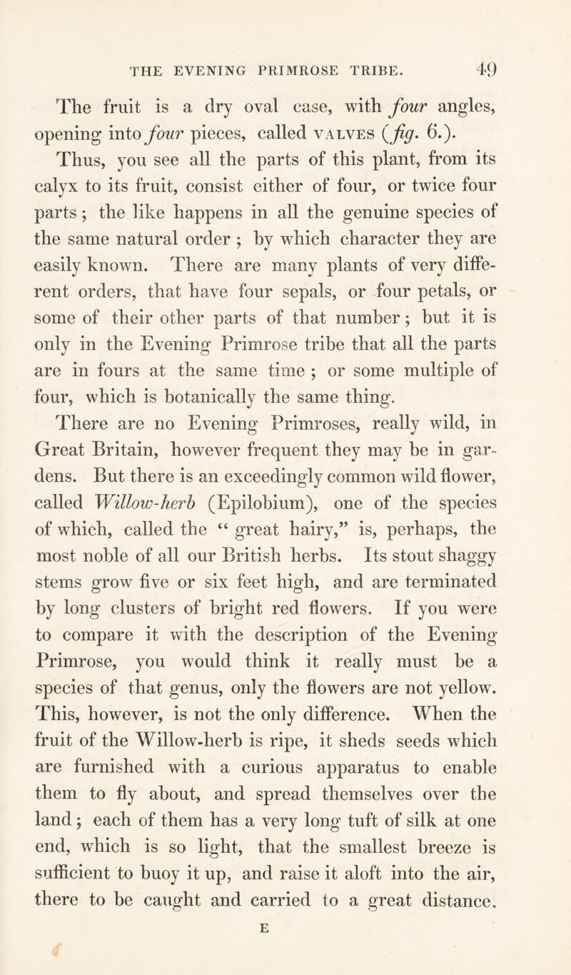 The fruit is a dry oval case, with four angles, opening into four pieces, called valves (j%. 6.). Thus, you see all the parts of this plant, from its calyx to its fruit, consist either of four, or twice four parts; the like happens in all the genuine species of the same natural order ; by which character they are easily known. There are many plants of very diffe¬ rent orders, that have four sepals, or four petals, or some of their other parts of that number; but it is only in the Evening Primrose tribe that all the parts are in fours at the same time ; or some multiple of four, which is botanically the same thing. There are no Evening Primroses, really wild, in Great Britain, however frequent they may be in gar¬ dens . But there is an exceedingly common wild flower, called Willow-herb (Epilobium), one of the species of which, called the “ great hairy,” is, perhaps, the most noble of all our British herbs. Its stout shaggy stems grow five or six feet high, and are terminated by long clusters of bright red flowers. If you were to compare it with the description of the Evening Primrose, you would think it really must be a species of that genus, only the flowers are not yellow. This, however, is not the only difference. When the fruit of the Willow-herb is ripe, it sheds seeds which are furnished with a curious apparatus to enable them to fly about, and spread themselves over the land; each of them has a very long tuft of silk at one end, which is so light, that the smallest breeze is sufficient to buoy it up, and raise it aloft into the air, there to be caught and carried to a great distance. E