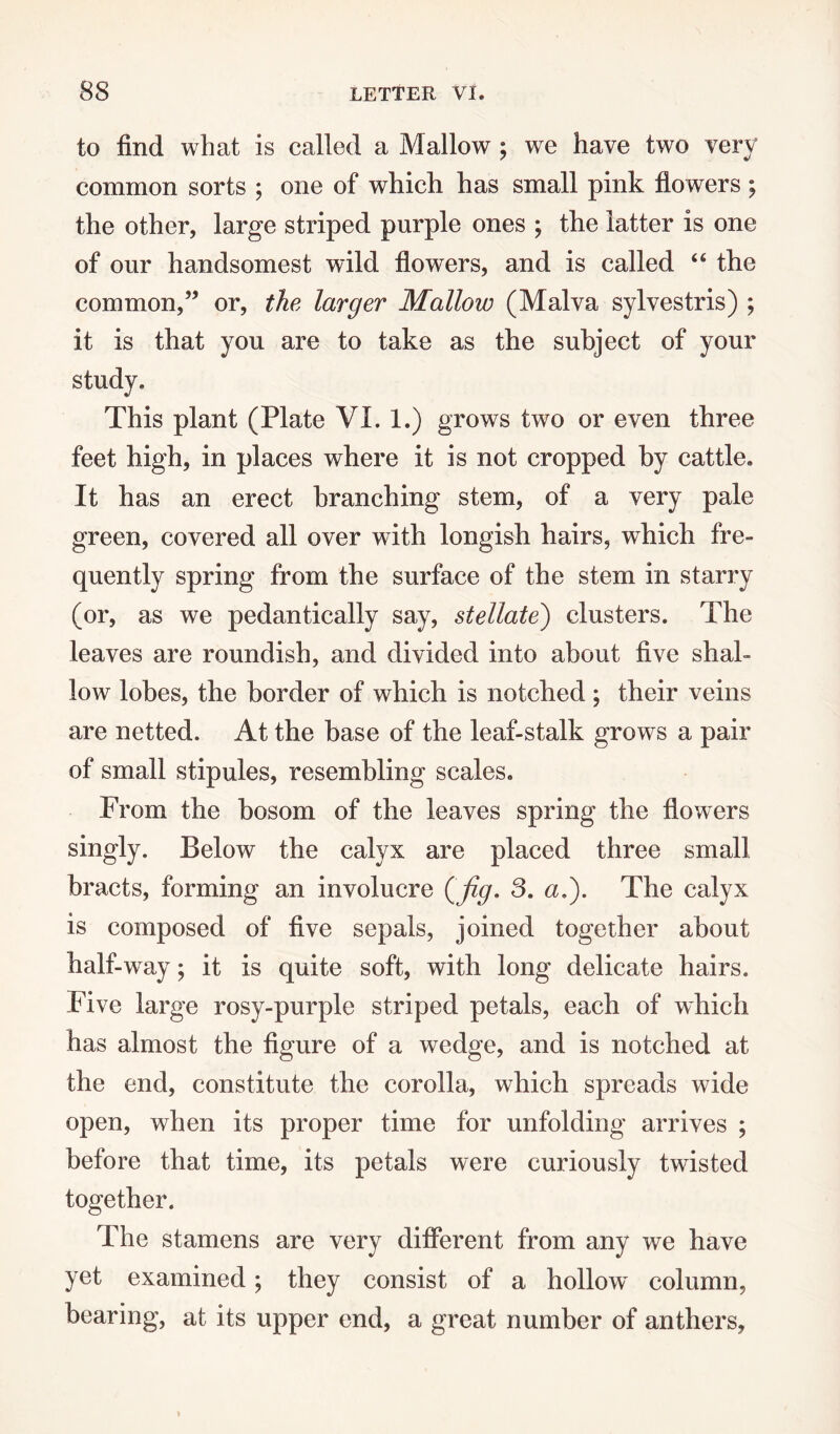 to find what is called a Mallow ; we have two very common sorts ; one of which has small pink flowers ; the other, large striped purple ones ; the latter is one of our handsomest wild flowers, and is called “ the common,” or, the larger Mallow (Malva sylvestris) ; it is that you are to take as the subject of your study. This plant (Plate VI. 1.) grows two or even three feet high, in places where it is not cropped by cattle. It has an erect branching stem, of a very pale green, covered all over with longish hairs, which fre¬ quently spring from the surface of the stem in starry (or, as we pedantically say, stellate) clusters. The leaves are roundish, and divided into about five shal¬ low lobes, the border of which is notched ; their veins are netted. At the base of the leaf-stalk grows a pair of small stipules, resembling scales. From the bosom of the leaves spring the flowers singly. Below the calyx are placed three small bracts, forming an involucre (fig. 3. a.). The calyx is composed of five sepals, joined together about half-way; it is quite soft, with long delicate hairs. Five large rosy-purple striped petals, each of which has almost the figure of a wedge, and is notched at the end, constitute the corolla, which spreads wide open, when its proper time for unfolding arrives ; before that time, its petals were curiously twisted together. The stamens are very different from any we have yet examined; they consist of a hollow column, bearing, at its upper end, a great number of anthers,