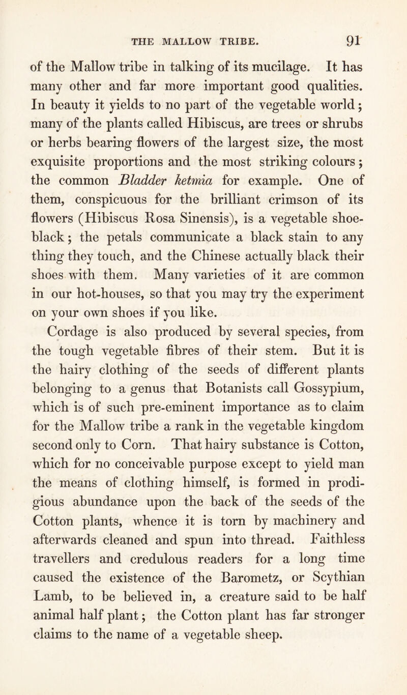of the Mallow tribe in talking of its mucilage. It has many other and far more important good qualities. In beauty it yields to no part of the vegetable world; many of the plants called Hibiscus, are trees or shrubs or herbs bearing flowers of the largest size, the most exquisite proportions and the most striking colours; the common Bladder hetmia for example. One of them, conspicuous for the brilliant crimson of its flowers (Hibiscus Rosa Sinensis), is a vegetable shoe¬ black ; the petals communicate a black stain to any thing they touch, and the Chinese actually black their shoes with them. Many varieties of it are common in our hot-houses, so that you may try the experiment on your own shoes if you like. Cordage is also produced by several species, from the tough vegetable fibres of their stem. But it is the hairy clothing of the seeds of different plants belonging to a genus that Botanists call Gossypium, which is of such pre-eminent importance as to claim for the Mallow tribe a rank in the vegetable kingdom second only to Corn. That hairy substance is Cotton, which for no conceivable purpose except to yield man the means of clothing himself, is formed in prodi¬ gious abundance upon the back of the seeds of the Cotton plants, whence it is torn by machinery and afterwards cleaned and spun into thread. Faithless travellers and credulous readers for a long time caused the existence of the Barometz, or Scythian Lamb, to be believed in, a creature said to be half animal half plant; the Cotton plant has far stronger claims to the name of a vegetable sheep.