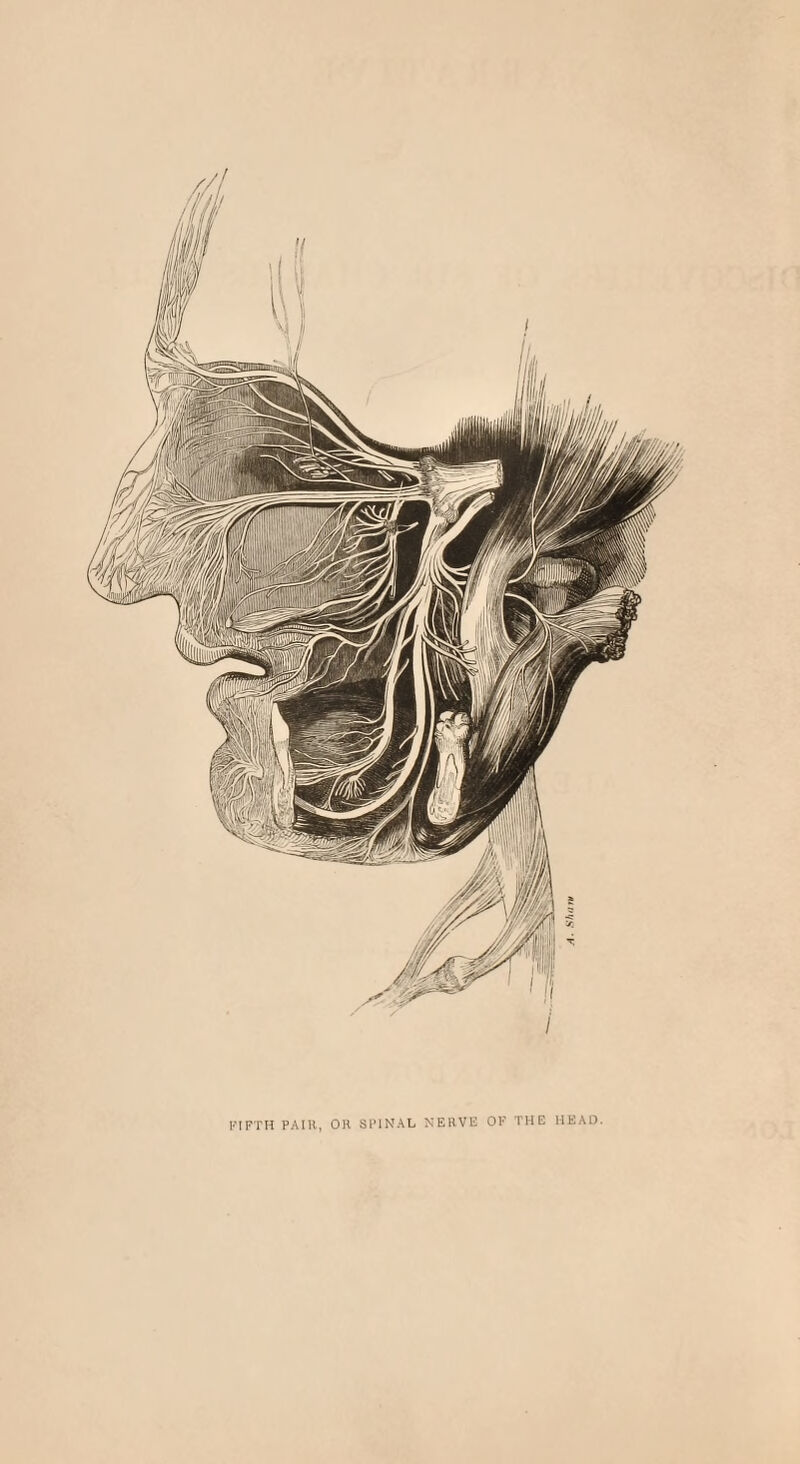 FIFTH PAIR, OR SPINAL NERVE OF THE HEAD.