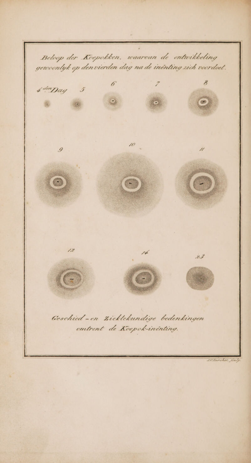 Belogp Aer Aorgohkern, waarvan de ontwikkeling gewoonjk go den vierden dag na de mentng sik voordat. Zi SL Dag Geschiued ern Z eeMlekurdige beden hunger ombrent. de Avepok-rnentbng.