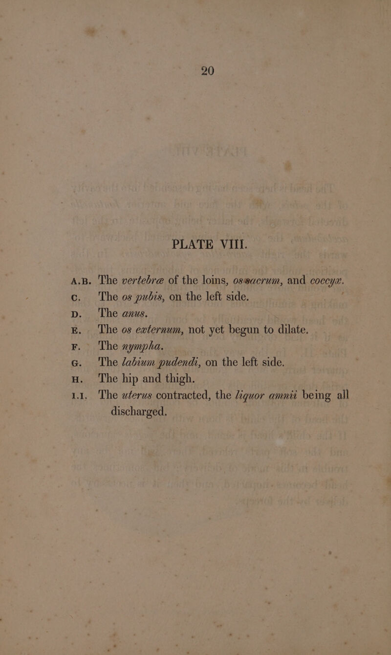 PLATE VIII. A.B. The vertebre of the loins, ossacrum, and coccy HE. The os pubis, on the left side. The anus. The os externum, not yet begun to dilate. The nympha. The labium pudendi, on the left side. The hip and thigh. 1. The uterus contracted, the liquor amnii being all discharged, “os oO 3