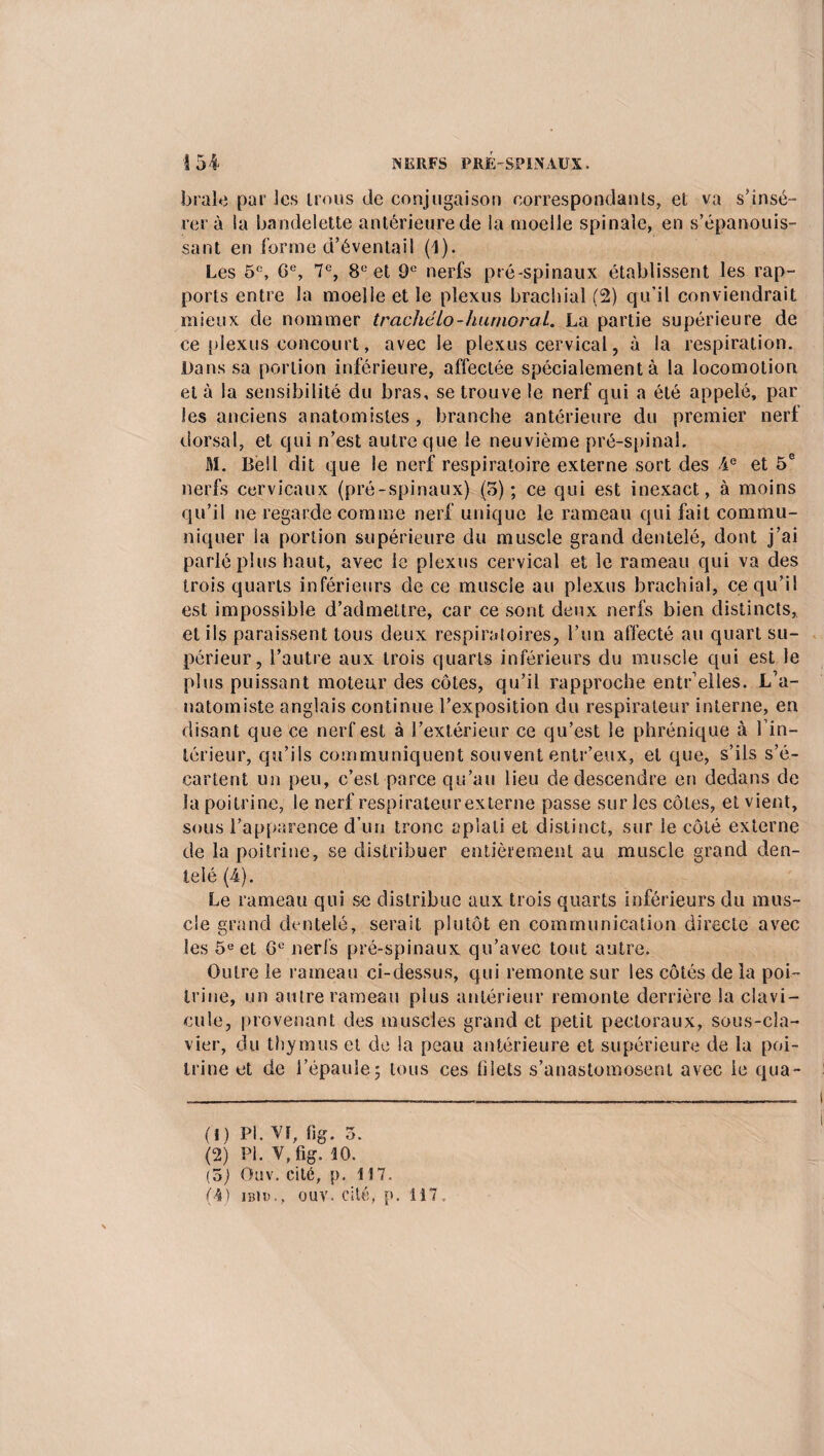 braie par les trous de conjugaison correspondants, et va s’insé¬ rer à la bandelette antérieure de la moelle spinale* en s’épanouis¬ sant en forme d’éventail (1). Les 5e, 6e, 7e, 8e et 9e nerfs pré-spinaux établissent les rap¬ ports entre la moelle et le plexus brachial (2) qu’il conviendrait mieux de nommer trachélo-humoral. La partie supérieure de ce plexus concourt, avec le plexus cervical, à la respiration. Dans sa portion inférieure, affectée spécialement à la locomotion et à la sensibilité du bras, se trouve le nerf qui a été appelé, par les anciens anatomistes, branche antérieure du premier nerf dorsal, et qui n’est autre que le neuvième pré-spinal. M. Bell dit que le nerf respiratoire externe sort des 4e et 5e nerfs cervicaux (pré-spinaux) (5); ce qui est inexact, à moins qu’il ne regarde comme nerf unique le rameau qui fait commu¬ niquer la portion supérieure du muscle grand dentelé, dont j’ai parlé plus haut, avec le plexus cervical et le rameau qui va des trois quarts inférieurs de ce muscle au plexus brachial, ce qu’il est impossible d’admettre, car ce sont deux nerfs bien distincts, et ils paraissent tous deux respiratoires, l’un affecté au quart su¬ périeur, l’autre aux trois quarts inférieurs du muscle qui est le plus puissant moteur des côtes, qu’il rapproche entr’eiles. L’a¬ natomiste anglais continue l’exposition du respirateur interne, en disant que ce nerf est à l’extérieur ce qu’est le phrénique à l’in¬ térieur, qu’ils communiquent souvent entr’eux, et que, s’ils s’é¬ cartent un peu, c’est parce qu’au lieu de descendre en dedans de la poitrine, le nerf respirateur externe passe sur les côtes, et vient, sous l’apparence d’un tronc aplati et distinct, sur le côté externe de la poitrine, se distribuer entièrement au muscle grand den¬ telé (4). Le rameau qui se distribue aux trois quarts inférieurs du mus¬ cle grand dentelé, serait plutôt en communication directe avec les 5e et 6e nerfs pré-spinaux qu’avec tout autre. Outre le rameau ci-dessus, qui remonte sur les côtés de la poi¬ trine, un autre rameau plus antérieur remonte derrière la clavi¬ cule, provenant des muscles grand et petit pectoraux, sous-cla¬ vier, du thymus et de la peau antérieure et supérieure de la poi¬ trine et de l’épaule5 tous ces filets s’anastomosent avec le qua- (1) PI. VF, fig. 5. (2) PL V, fig. 10. (5) Ûüv. cité, p. 117. (4) Ibid., ouv. cité, p. 117