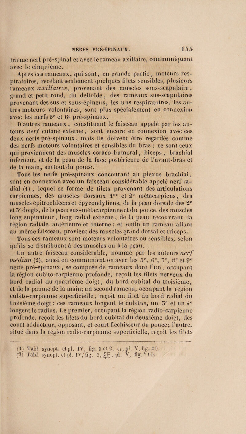 trième nerf pré-spinal et avec le rameau axillaire, communiquant avec le cinquième. Après ces rameaux, qui sont, en grande partie, moteurs res¬ piratoires, recélant seulement, quelques filets sensibles, plusieurs rameaux axillaires, provenant des muscles sous-scapulaire, grand et petit rond, du deltoïde, des rameaux sus-scapulaires provenant des sus et sous-épineux, les uns respiratoires, les au¬ tres moteurs volontaires, sont plus spécialement en connexion avec les nerfs 5e et 6e pré-spinaux. D’autres rameaux , constituant le faisceau appelé par les au¬ teurs nerf cutané externe, sont encore en connexion avec ces deux nerfs pré-spinaux, mais ils doivent être regardés comme des nerfs moteurs volontaires et sensibles du bras : ce sont ceux qui proviennent des muscles coraco-bumoral, biceps, brachial inférieur, et de la peau de la face postérieure de l’avant-bras et de la main, surtout du pouce. Tous les nerfs pré-spinaux concourant au plexus brachial, sont en connexion avec un faisceau considérable appelé nerf ra¬ dial (1) , lequel se forme de filets provenant des articulations carpiennes, des muscles dorsaux 1er et 2e métacarpiens, des muscles épitrochléens et épycondy liens, de la peau dorsale des 2e etoedoigts, delà peausus-métacarpienneet du pouce, des muscles long supinateur, long radial externe, de la peau recouvrant la région radiale, antérieure et interne; et enfin un rameau allant au même faisceau, provient des muscles grand dorsal et triceps. Tous ces rameaux sont moteurs volontaires ou sensibles, selon qu’ils se distribuent à des muscles ou à la peau. Un autre faisceau considérable, nommé par les auteurs nerf médian (2), aussi en communication ayec les 5e, 6e, 7e, 8e et 9e nerfs pré-spinaux, se compose de rameaux dont l’un, occupant la région cubito-carpienne profonde, reçoit les filets nerveux du bord radial du quatrième doigt, du bord cubital du troisième, et de la paume de la main; un second rameau, occupant la région cubito-carpienne superficielle, reçoit un filet du bord radial du troisième doigt : ces rameaux longent le cubitus, un 5e et un 4e longent le radius. Le premier, occupant la région radio-carpienne profonde, reçoit les filets du bord cubital du deuxième doigt, des court adducteur, opposant, et court tïéchisseur du pouce; l’autre, situé dans la région radio-carpienne superficielle, reçoit les filets (1) Tabl. synopt. etpl. IV, fig. î ot2, g{,pl. V, fig. 10. (2) Tabl synopt. et pl. IV/fig. i, pi. V, fig,* H).