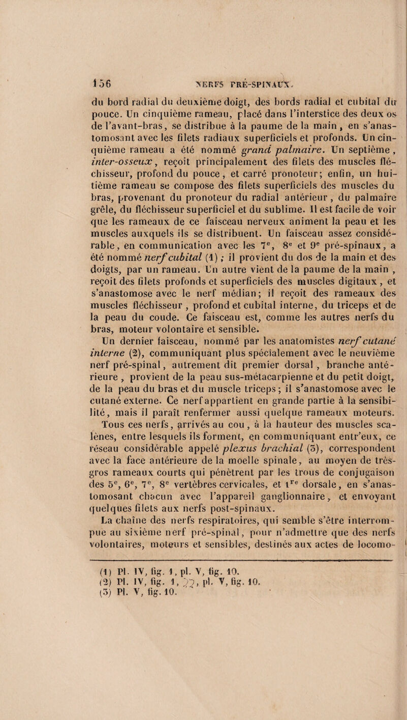 du bord radial du deuxième doigt, des bords radial et Cubital du pouce. Un cinquième rameau, placé dans l’interstice des deux os de l’avant-bras, se distribue à la paume de la main , en s’anas¬ tomosant avec les filets radiaux superficiels et profonds. Un cin¬ quième rameau a été nommé grand palmaire. Un septième , inter-osseux, reçoit principalement des filets des muscles flé¬ chisseur, profond du pouce, et carré pronoteur; enfin, un hui¬ tième rameau se compose des filets superficiels des muscles du bras, provenant du pronoteur du radial antérieur, du palmaire grêle, du fléchisseur superficiel et du sublime. Il est facile de voir que les rameaux de ce faisceau nerveux animent la peau et les muscles auxquels ils se distribuent. Un faisceau assez considé¬ rable, en communication avec les 7e, 8e et 9e pré-spinaux, a été nommé nerf cubital (1) ; il provient du dos de la main et des doigts, par un rameau. Un autre vient de la paume de la main , reçoit des filets profonds et superficiels des muscles digitaux , et s’anastomose avec le nerf médian; il reçoit des rameaux des muscles fléchisseur , profond et cubital interne, du triceps et de la peau du coude. Ce faisceau est, comme les autres nerfs du bras, moteur volontaire et sensible. Un dernier faisceau, nommé par les anatomistes nerf cutané interne (2), communiquant plus spécialement avec le neuvième nerf pré-spinal, autrement dit premier dorsal, branche anté¬ rieure , provient de la peau sus-métacarpienne et du petit doigt, de la peau du bras et du muscle triceps ; il s'anastomose avec le cutané externe. Ce nerf appartient en grande partie à la sensibi¬ lité, mais il paraît renfermer aussi quelque rameaux moteurs. Tous ces nerfs, arrivés au cou , à la hauteur des muscles sca- lènes, entre lesquels ils forment, en communiquant entr’eux, ce réseau considérable appelé plexus brachial (5), correspondent avec la face antérieure de la moelle spinale, au moyen de très- gros rameaux courts qui pénètrent par les trous de conjugaison des 5e, 6e, 7e, 8e vertèbres cervicales, et ire dorsale, en s’anas¬ tomosant chacun avec l’appareil ganglionnaire, et envoyant quelques filets aux nerfs post-spinaux. La chaîne des nerfs respiratoires, qui semble s’être interrom¬ pue au sixième nerf pré-spinal, pour n’admettre que des nerfs volontaires, moteurs et sensibles, destinés aux actes de locomo- 1 2 3 (1) PI. IV, fig. 1, pl. V, fig. 10. (2) pi. iv, fig. i, y?, pi. v,fig. io. (3) Pl. V, fig. 10.