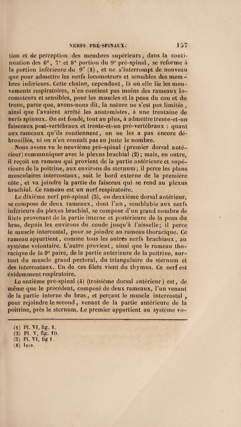 lion et de perception des membres supérieurs, dans la conti¬ nuation des 6e, 7e et 8e portion du 9e pré-spinal, se reforme à la portion inférieure du 9e (1), et ne s’interrompt de nouveau que pour admettre les nerfs locomoteurs et sensibles des mem¬ bres inférieurs. Cette chaîne, cependant, là où elle lie les mou¬ vements respiratoires, n’en contient pas moins des rameaux lo¬ comoteurs et sensibles, pour les muscles et la peau du cou et du tronc, parce que, avons-nous dit, la nature ne s’est pas limitée, ainsi que l’avaient arrêté les anatomistes, à une trentaine de nerfs spinaux. On est fondé, tout au plus, à admettre trente-et-un faisceaux post-vertébraux et trente-et-un pré-vertébraux : quant aux rameaux qu’ils contiennent, on ne les a pas encore dé¬ brouillés, ni on n’en connaît pas au juste le nombre. Nous avons vu le neuvième pré-spinal (premier dorsal anté¬ rieur) communiquer avec le plexus brachial (2); mais, en outre, il reçoit un rameau qui provient de la partie antérieure et supé¬ rieure de la poitrine, aux environs du sternum; il perce les plans musculaires intercostaux, suit le bord externe de la première côte, et va joindre la partie du faisceau qui se rend au plexus brachial. Ce rameau est un nerf respiratoire. Le dixième nerf pré-spinal (3), ou deuxième dorsal antérieur, se compose de deux rameaux, dont l’un, semblable aux nerfs inférieurs du plexus brachial, se compose d’un grand nombre de filets provenant de la partie interne et postérieure de la peau du bras, depuis les environs du coude jusqu’à l’aisselle; il perce le muscle intercostal, pour se joindre au rameau thoracique. Ce rameau appartient, comme tous les autres nerfs brachiaux, au système volontaire. L’autre provient, ainsi que le rameau tho¬ racique de la 9e paire, delà partie antérieure de la poitrine, sur¬ tout du muscle grand pectoral, du triangulaire du sternum et des intercostaux. Un de ces filets vient du thymus. Ce nerf est évidemment respiratoire. Le onzième pré-spinal (4) (troisième dorsal antérieur) est, de même que le précédent, composé de deux rameaux, l’un venant de la partie interne du bras, et perçant le muscle intercostal ? pour rejoindre le second, venant de la partie antérieure de la poitrine, près le sternum. Le premier appartient au système vo- (1) PL VI, fig. 1. (2) PL V, flg. 10. (3) PL VI, tigl. (4) Ibid.
