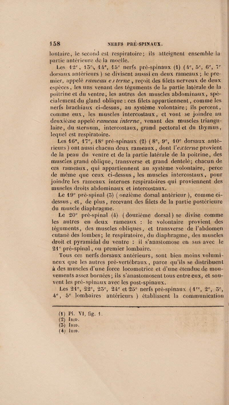 f lonlairc, le second est respiratoire; ils atteignent ensemble la partie antérieure de la moelle. Les 42e, 15% 14e, 45e nerfs pré-spinaux (1) (-4e, 5e, 6e, 7e dorsaux antérieurs ) se divisent ausssi en deux rameaux; le pre¬ mier, appelé rameau externe, reçoit des filets nerveux de deux espèces, les uns venant des téguments de la partie latérale de la poitrine et du ventre, les autres des muscles abdominaux, spé¬ cialement du gland oblique : ces filets appartiennent, comme les nerfs brachiaux ci-dessus, au système volontaire; ils percent, comme eux, les muscles intercostaux, et vont se joindre au deuxième appelé rameau interne, venant des muscles triangu¬ laire, du sternum, intercostaux, grand pectoral et du thymus, lequel est respiratoire. Les 16e, 17e, 18e pré-spinaux (2) (8e, 9e, 10e dorsaux anté¬ rieurs ) ont aussi chacun deux rameaux, dont Y externe provient de la peau du ventre et de la partie latérale de la poitrine, des muscles grand oblique, transverse et grand dentelé; chacun de ces rameaux, qui appartiennent au système volontaire, perce de même que ceux ci-dessus, les muscles intercostaux, pour joindre les rameaux internes respiratoires qui proviennent des muscles droits abdominaux et intercostaux. Le 19e pré-spinal (5) (onzième dorsal antérieur), comme ci- dessus, et, de plus, recevant des filets de la partie postérieure du muscle diaphragme. Le 20e pré-spinal (4) (douzième dorsal) se divise comme les autres en deux rameaux : le volontaire provient des téguments, des muscles obliques, et transverse de l’abdomen cutané des lombes; le respiratoire, du diaphragme, des muscles droit et pyramidal du ventre : il s’anastomose en sus avec le 21e pré-spinal, ou premier lombaire. Tous ces nerfs dorsaux antérieurs, sont bien moins volumi¬ neux que les autres pré-vertébraux, parce qu’ils se distribuent à des muscles d’une force locomotrice et cl’une étendue de mou¬ vements assez bornées; ils s’anastomosent tous entre eux, et sou¬ vent les pré-spinaux avec les post-spinaux. Les 21e, 22e, 25e, 24e et 25e nerfs pré-spinaux (lre, 2e, 5e, 4e, 5e lombaires antérieurs ) établissent la communication (1) PL VI, fig. 1. (2) Ibid. (3) fbid.