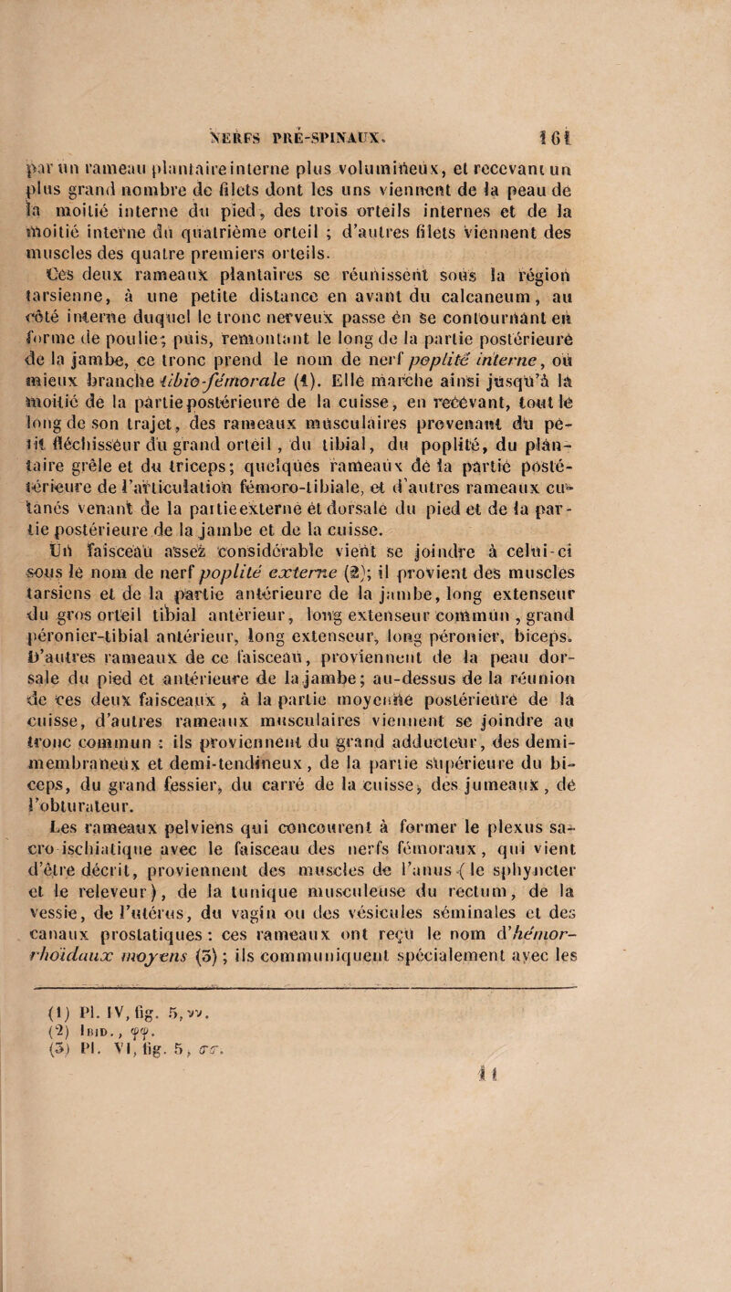 par un rameau planlaireinterne plus volumineux, et recevant un plus grand nombre de filets dont les uns viennent de la peau dé la moitié interne du pied, des trois orteils internes et de la moitié interne du quatrième orteil ; d’autres filets viennent des muscles des quatre premiers orteils. Ces deux rameaux plantaires se réunissent sous la région tarsienne, à une petite distance en avant du calcanéum, au côté interne duquel le tronc nerveux passe én se contournant en forme de poulie; puis, remontant le long de la partie postérieure de la jambe, ce tronc prend le nom de nerf poplité interne, où mieux branche ilbio fémorale (1). Elle marche ainsi jusqu’à la moitié de la partie postérieure de la cuisse, en recevant, tout lé long de son trajet , des rameaux musculaires provenant du pé¬ rit fléchisseur du grand orteil , du tibial, du poplité, du plan¬ taire grêle et du triceps; quelques rameaux dé la partie poslé- téricure de l’a'rticuiatioU fémoro-tibiale, et d’autres rameaux eu» tanés venant de la partieexterné ét dorsale du pied et de la par¬ tie postérieure de la jambe et de la cuisse. tJil faisceau assez considérable vient se joindre à celui-ci sous le nom de nerf poplité externe (i); il provient des muscles tarsiens et de la partie antérieure de la jambe, long extenseur du gros orteil tihial antérieur, long extenseur commun , grand péronier-tibial antérieur, long extenseur, long péronier, biceps» D’autres rameaux de ce faisceau, proviennent de la peau dor¬ sale du pied et antérieure de la jambe; au-dessus de la réunion de ces deux faisceaux , à la partie moyenne postérieure de là cuisse, d’autres rameaux musculaires viennent se joindre au tronc commun : ils proviennent du grand adducteur, des demi- membraneux et demi-tendineux, de la partie supérieure du bi¬ ceps, du grand fessier* du carré de la cuisse, des jumeaux , dé l’obturateur. Les rameaux pelviens qui concourent à former le plexus sa- cro ischiatiqne avec le faisceau des nerfs fémoraux, qui vient d’être décrit, proviennent des muscles de l’anus {le sphyncter et le releveur), de la tunique musculeuse du rectum, de la vessie, de l’utérus, du vagin ou dos vésicules séminales et des canaux prostatiques: ces rameaux ont reçu le nom d'hémor- rhoidaux moyens (5) ; ils communiquent spécialement avec les (1) PL IV, fig. 5, vv. (L2) Ibid. , ff. (5) PI. VI, tig. 5, (T(T. ii
