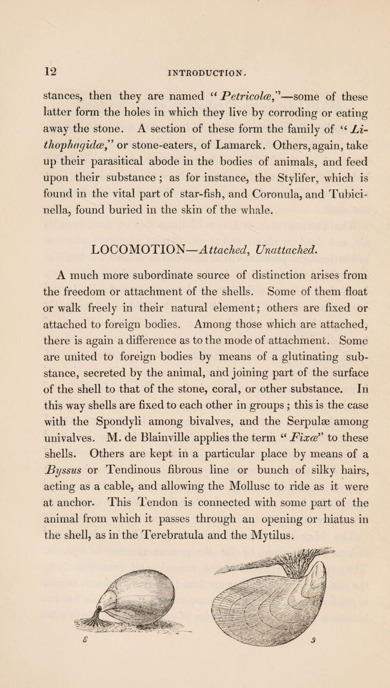 stances, then they are named 44 Petricolce,”—some of these latter form the holes in which they live by corroding or eating away the stone. A section of these form the family of 44 Li- tho'phagidce ” or stone-eaters, of Lamarck. Others, again, take up their parasitical abode in the bodies of animals, and feed upon their substance ; as for instance, the Stylifer, which is found in the vital part of star-fish, and Coronula, and Tubici- nella, found buried in the skin of the whale. LOCOMOTION—Attached, Unattached. A much more subordinate source of distinction arises from the freedom or attachment of the shells. Some of them float or walk freely in their natural element; others are fixed or attached to foreign bodies. Among those which are attached, there is again a difference as to the mode of attachment. Some are united to foreign bodies by means of a glutinating sub¬ stance, secreted by the animal, and joining part of the surface of the shell to that of the stone, coral, or other substance. In this way shells are fixed to each other in groups ; this is the case with the Spondyli among bivalves, and the Serpulse among univalves. M. de Blainville applies the term 44 Fixed' to these shells. Others are kept in a particular place by means of a Byssus or Tendinous fibrous line or bunch of silky hairs, acting as a cable, and allowing the Mollusc to ride as it were at anchor. This Tendon is connected with some part of the animal from which it passes through an opening or hiatus in the shell, as in the Terebratula and the Mytilus.