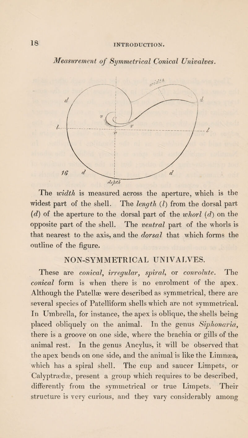Measurement of Symmetrical Conical Univalves. The width is measured across the aperture, which is the widest part of the shell. The length (l) from the dorsal part (d) of the aperture to the dorsal part of the whorl (d) on the opposite part of the shell. The ventral part of the whorls is that nearest to the axis, and the dorsal that which forms the outline of the figure. NON-SYMMETRICAL UNIVALVES. These are conical, irregular, spiral, or convolute. The conical form is when there is no enrolment of the apex. Although the Patellae were described as symmetrical, there are several species of Patelliform shells which are not symmetrical. In Umbrella, for instance, the apex is oblique, the shells being placed obliquely on the animal. In the genus Siphonaria, there is a groove on one side, where the brachia or gills of the animal rest. In the genus Ancylus, it will be observed that the apex bends on one side, and the animal is like the Limnaea, which has a spiral shell. The cup and saucer Limpets, or Calyptraedae, present a group which requires to be described, differently from the symmetrical or true Limpets. Their structure is very curious, and they vary considerably among