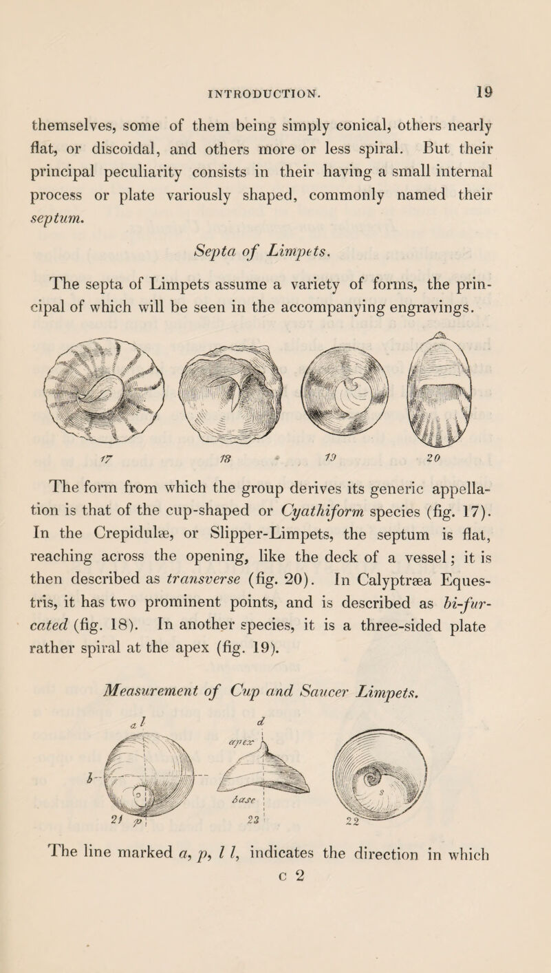 themselves, some of them being simply conical, others nearly flat, or discoidal, and others more or less spiral. But their principal peculiarity consists in their having a small internal process or plate variously shaped, commonly named their septum. Septa of Limpets. The septa of Limpets assume a variety of forms, the prin¬ cipal of which will be seen in the accompanying engravings. The form from which the group derives its generic appella¬ tion is that of the cup-shaped or Cyathiform species (fig. 17). In the CrepiduLe, or Slipper-Limpets, the septum is flat, reaching across the opening, like the deck of a vessel; it is then described as transverse (fig. 20). In Calyptrsea Eques- tris, it has two prominent points, and is described as bi-fur- cated (fig. 18). In another species, it is a three-sided plate rather spiral at the apex (fig. 19). Measurement of Cup and Saucer Limpets. al The line marked a, p, l /, indicates the direction in which c 2