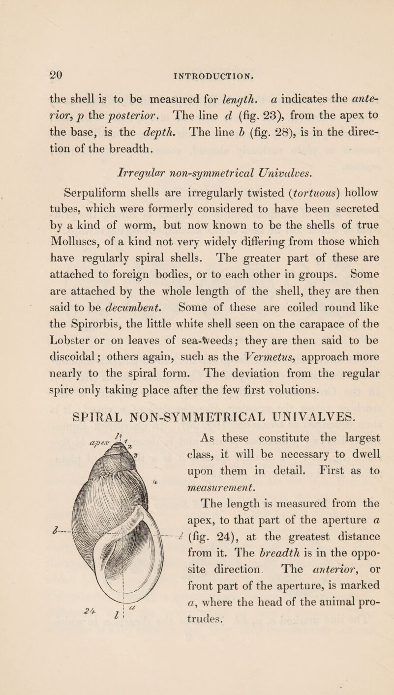 the shell is to be measured for length, a indicates the ante¬ rior, p the posterior. The line d (fig. 23), from the apex to the base, is the depth. The line h (fig. 28), is in the direc¬ tion of the breadth. Irregular non-symmetrical Univalves. Serpuliform shells are irregularly twisted (tortuous) hollow tubes, which were formerly considered to have been secreted by a kind of worm, but now known to be the shells of true Molluscs, of a kind not very widely differing from those which have regularly spiral shells. The greater part of these are attached to foreign bodies, or to each other in groups. Some are attached by the whole length of the shell, they are then said to be decumbent. Some of these are coiled round like the Spirorbis, the little white shell seen on the carapace of the Lobster or on leaves of sea-tveeds; they are then said to be discoidal; others again, such as the Vermetus, approach more nearly to the spiral form. The deviation from the regular spire only taking place after the few first volutions. SPIRAL NON-SYMMETRICAL UNIVALVES. As these constitute the largest class, it will be necessary to dwell upon them in detail. First as to measurement. The length is measured from the apex, ~~i (%• from it. The breadth is in the oppo¬ site direction The anterior, or front part of the aperture, is marked where the head of the animal pro¬ trudes. to that part of the aperture a 24), at the greatest distance