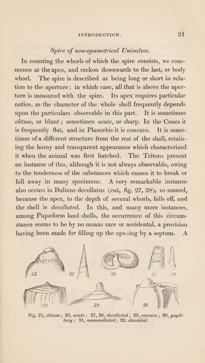 Spire of non-symmetrical Univalves. In counting the whorls of which the spire consists, we com¬ mence at the apex, and reckon downwards to the last, or body whorl. The spire is described as being long or short in rela¬ tion to the aperture : in which case, all that is above the aper¬ ture is measured with the spire. Its apex requires particular notice, as the character of the whole shell frequently depends upon the particulars observable in this part. It is sometimes obtuse, or blunt ; sometimes acute, or sharp. In the Cones it is frequently flat, and in Planorbis it is concave. It is some¬ times of a different structure from the rest of the shell, retain¬ ing the horny and transparent appearance which characterized it when the animal was first hatched. The Tritons present an instance of this, although it is not always observable, owing to the tenderness of the substances which causes it to break or fall away in many specimens. A very remarkable instance also occurs in Bulinus decollatus (cut, fig. 27, 28), so named, because the apex, to the depth of several whorls, falls off, and the shell is decollated. In this, and many more instances, among Pupseform land shells, the occurrence of this circum¬ stance seems to be by no means rare or accidental, a provision having been made for filling up the opening by a septum. A Fig. 23, obtuse-, 26, acute; 27, 28, decollated; 29, concave; 30, papil¬ lary ; 31, niammellated; 32, discoidal.