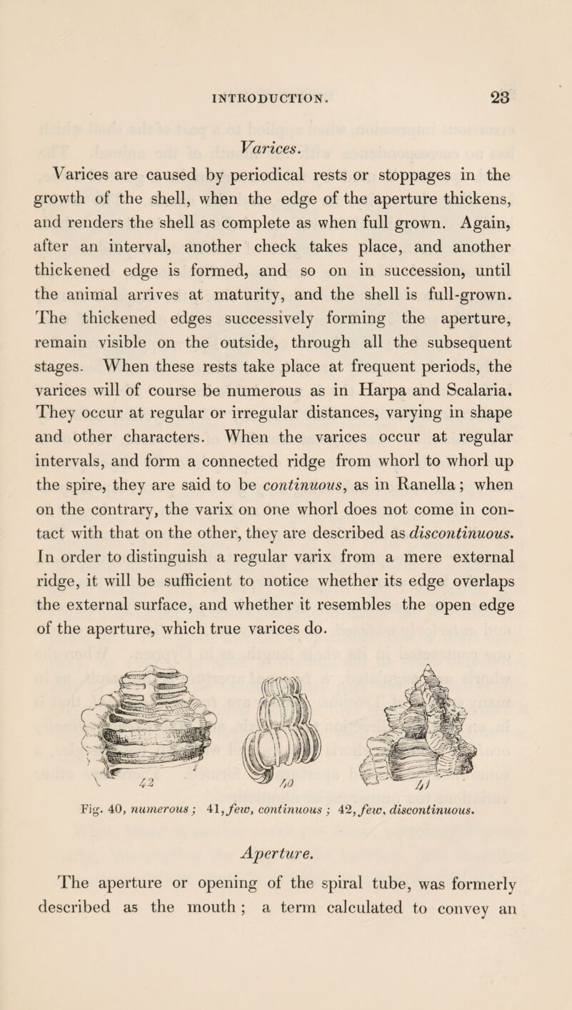 Varices. Varices are caused by periodical rests or stoppages in the growth of the shell, when the edge of the aperture thickens, and renders the shell as complete as when full grown. Again, after an interval, another check takes place, and another thickened edge is formed, and so on in succession, until the animal arrives at maturity, and the shell is full-grown. The thickened edges successively forming the aperture, remain visible on the outside, through all the subsequent stages. When these rests take place at frequent periods, the varices will of course be numerous as in Harpa and Scalaria. They occur at regular or irregular distances, varying in shape and other characters. When the varices occur at regular intervals, and form a connected ridge from whorl to whorl up the spire, they are said to be continuous, as in Ranella; when on the contrary, the varix on one whorl does not come in con¬ tact with that on the other, they are described as discontinuous. In order to distinguish a regular varix from a mere external ridge, it will be sufficient to notice whether its edge overlaps the external surface, and whether it resembles the open edge of the aperture, which true varices do. Fig. 40, numerous; 41, few, continuous ; 42, few. discontinuous. Aperture. The aperture or opening of the spiral tube, was formerly described as the mouth ; a term calculated to convey an