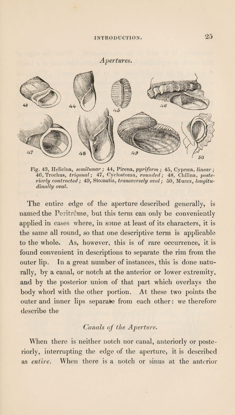 Apertures. Fig. 43, Helicina, semilunar ; 44, Pirena, pyriform; 45, Cyprsea, linear; 46, Trochus, trigonal; 47, Cyclostoma, rounded; 48, Chilina, poste¬ riorly contracted; 49, Stomatia, transversely oval; 50, Murex, longitu¬ dinally oval. The entire edge of the aperture described generally, is named the Peritreme, but this term can only be conveniently applied in cases where, in some at least of its characters, it is the same all round, so that one descriptive term is applicable to the whole. As, however, this is of rare occurrence, it is found convenient in descriptions to separate the rim from the outer lip. In a great number of instances, this is done natu¬ rally, by a canal, or notch at the anterior or lower extremity, and by the posterior union of that part which overlays the body whorl with the other portion. At these two points the outer and inner lips separatee from each other: we therefore describe the Canals of the Aperture. When there is neither notch nor canal, anteriorly or poste¬ riorly, interrupting the edge of the aperture, it is described as entire. When there is a notch or sinus at the anterior
