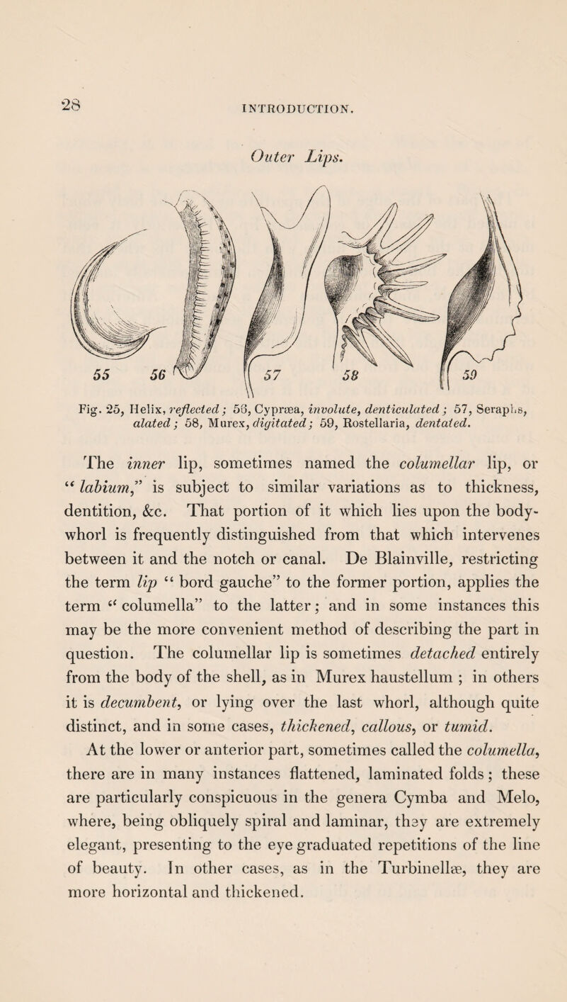 Outer Lips. Fig. 25, Helix, reflected; 58, Cypreea, involute, denticulated; 57, Seraphs, alated; 58, Murex, digitated; 59, Rostellaria, dent at ed. The inner lip, sometimes named the columellar lip, or “ labiumis subject to similar variations as to thickness, dentition, &c. That portion of it which lies upon the body- whorl is frequently distinguished from that which intervenes between it and the notch or canal. De Blainville, restricting the term lip “ bord gauche” to the former portion, applies the term c< columella” to the latter; and in some instances this may be the more convenient method of describing the part in question. The columellar lip is sometimes detached entirely from the body of the shell, as in Murex haustellum ; in others it is decumbent, or lying over the last whorl, although quite distinct, and in some cases, thickened, callous, or tumid. At the lower or anterior part, sometimes called the columella, there are in many instances flattened, laminated folds; these are particularly conspicuous in the genera Cymba and Melo, where, being obliquely spiral and laminar, they are extremely elegant, presenting to the eye graduated repetitions of the line of beauty. In other cases, as in the Turbinellae, they are more horizontal and thickened.