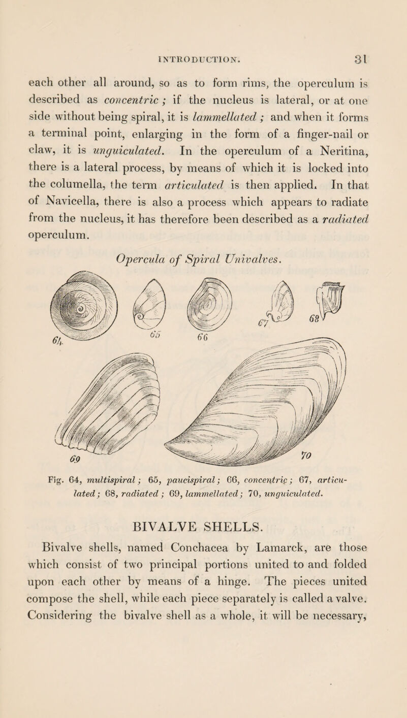 each other all around, so as to form rims, the operculum is described as concentric ; if the nucleus is lateral, or at one side without being spiral, it is lammellated ; and when it forms a terminal point, enlarging in the form of a finger-nail or claw, it is unguiculcited. In the operculum of a Neritina, there is a lateral process, by means of which it is locked into the columella, the term articulated is then applied. In that of Navicella, there is also a process which appears to radiate from the nucleus, it has therefore been described as a radiated operculum. Opercula of Spired Univalves. Fig. 64, multispiral; 65, paucispiral; 66, concentrip; 67, articu¬ lated; 68, radiated ; 69, lammellated; 70, unguiculated. BIVALVE SHELLS. Bivalve shells, named Conchacea by Lamarck, are those which consist of two principal portions united to and folded upon each other by means of a hinge. The pieces united compose the shell, while each piece separately is called a valve. Considering the bivalve shell as a whole, it will be necessary,