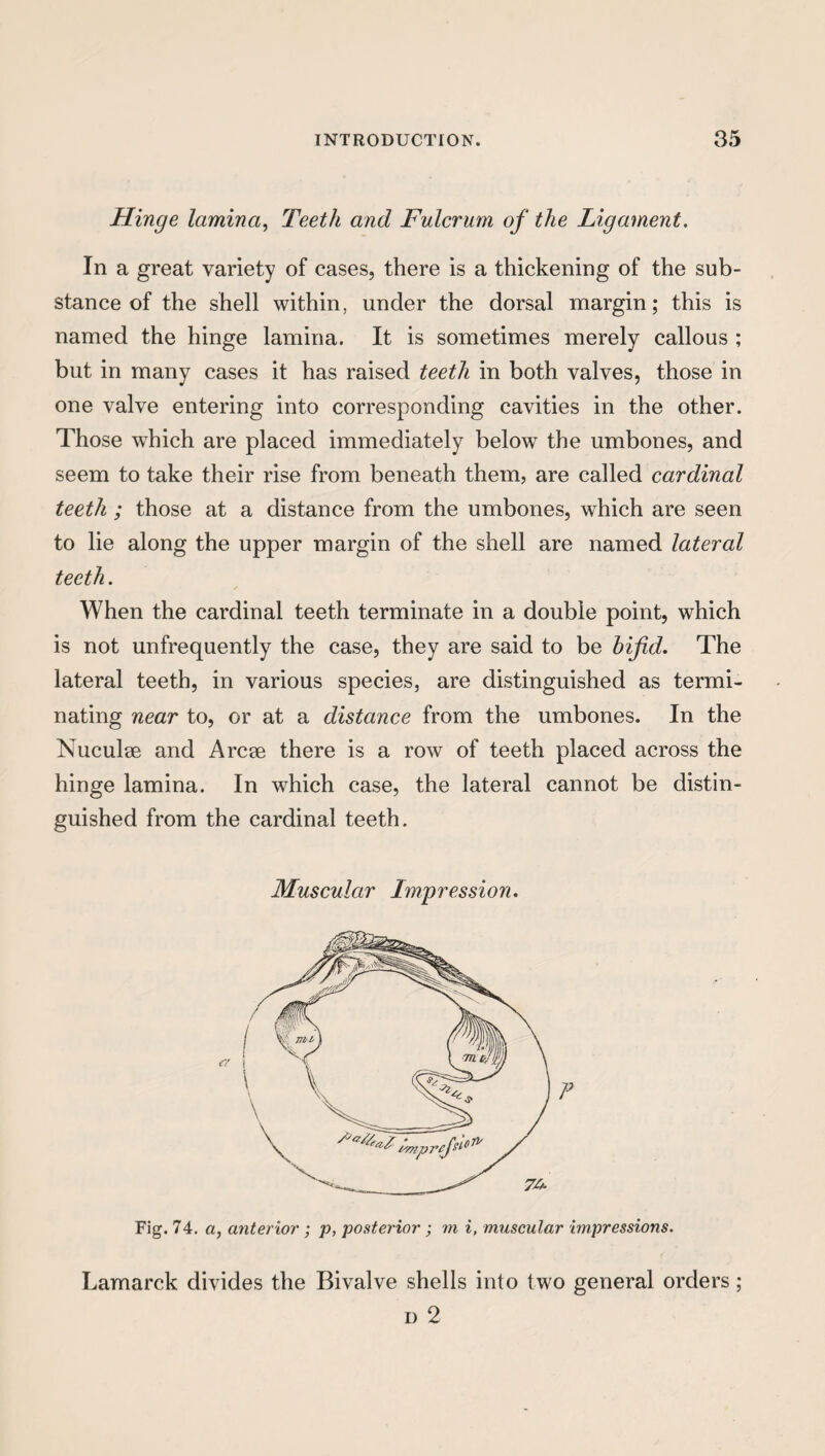 Hinge lamina, Teeth and Fulcrum of the Ligament. In a great variety of cases, there is a thickening of the sub¬ stance of the shell within, under the dorsal margin; this is named the hinge lamina. It is sometimes merely callous ; but in many cases it has raised teeth in both valves, those in one valve entering into corresponding cavities in the other. Those which are placed immediately below the umbones, and seem to take their rise from beneath them, are called cardinal teeth ; those at a distance from the umbones, which are seen to lie along the upper margin of the shell are named lateral teeth . When the cardinal teeth terminate in a double point, which is not unfrequently the case, they are said to be bifid. The lateral teeth, in various species, are distinguished as termi¬ nating near to, or at a distance from the umbones. In the Nuculse and Arcse there is a row of teeth placed across the hinge lamina. In which case, the lateral cannot be distin¬ guished from the cardinal teeth. Muscular Imp res si o n. r Fig. 74. a, anterior ; p, posterior ; m i, muscular impressions. Lamarck divides the Bivalve shells into two general orders; d 2