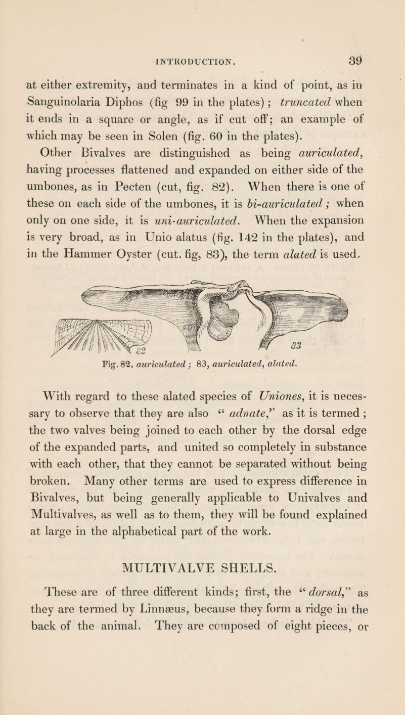 at either extremity, and terminates in a kind of point, as in Sanguinolaria Diphos (fig 99 in the plates); truncated when it ends in a square or angle, as if cut off; an example of which may be seen in Solen (fig. 60 in the plates). Other Bivalves are distinguished as being auriculated, having processes flattened and expanded on either side of the umbones, as in Pecten (cut, fig. 82). When there is one of these on each side of the umbones, it is hi-auriculated; when only on one side, it is uni-auriculated. When the expansion is very broad, as in Unio alatus (fig. 142 in the plates), and in the Hammer Oyster (cut. fig, 83), the term alated is used. With regard to these alated species of Uniones, it is neces¬ sary to observe that they are also tc adnateas it is termed ; the two valves being joined to each other by the dorsal edge of the expanded parts, and united so completely in substance with each other, that they cannot be separated without being broken. Many other terms are used to express difference in Bivalves, but being generally applicable to Univalves and Multivalves, as well as to them, they will be found explained at large in the alphabetical part of the work. MULTIVALVE SHELLS. These are of three different kinds; first, the 6idorsal,” as they are termed by Linnaeus, because they form a ridge in the back of the animal. They are composed of eight pieces, or