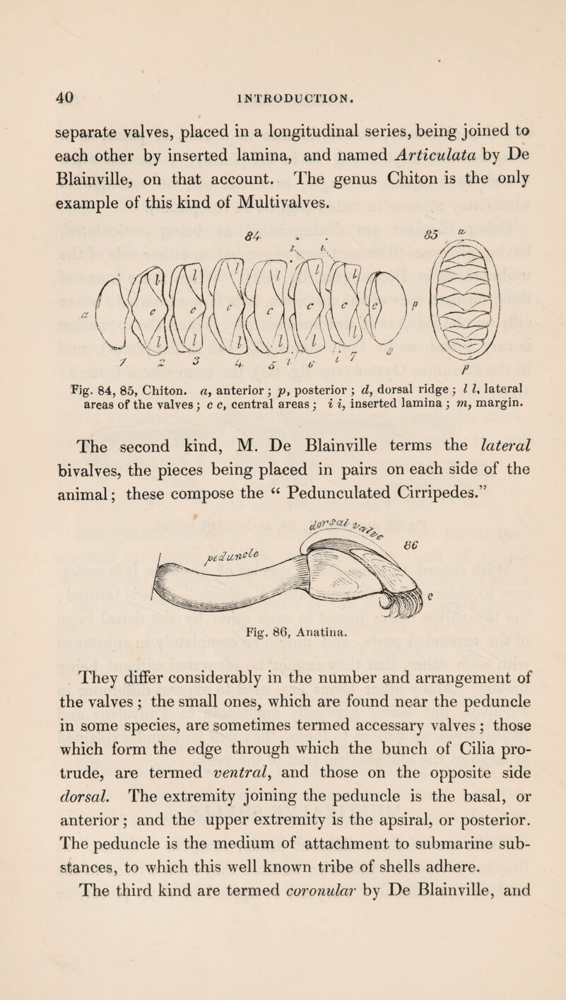 separate valves, placed in a longitudinal series, being joined to each other by inserted lamina, and named Articulata by De Blainville, on that account. The genus Chiton is the only example of this kind of Multivalves. Fig. 84, 85, Chiton, a, anterior ; p, posterior ; d, dorsal ridge ; l l, lateral areas of the valves; c c, central areas ; i i, inserted lamina ; m, margin. The second kind, M. De Blainville terms the lateral bivalves, the pieces being placed in pairs on each side of the animal; these compose the “ Pedunculated Cirripedes.” They differ considerably in the number and arrangement of the valves ; the small ones, which are found near the peduncle in some species, are sometimes termed accessary valves; those which form the edge through which the bunch of Cilia pro¬ trude, are termed ventral, and those on the opposite side dorsal. The extremity joining the peduncle is the basal, or anterior; and the upper extremity is the apsiral, or posterior. The peduncle is the medium of attachment to submarine sub¬ stances, to which this well known tribe of shells adhere. The third kind are termed coronular by De Blainville, and
