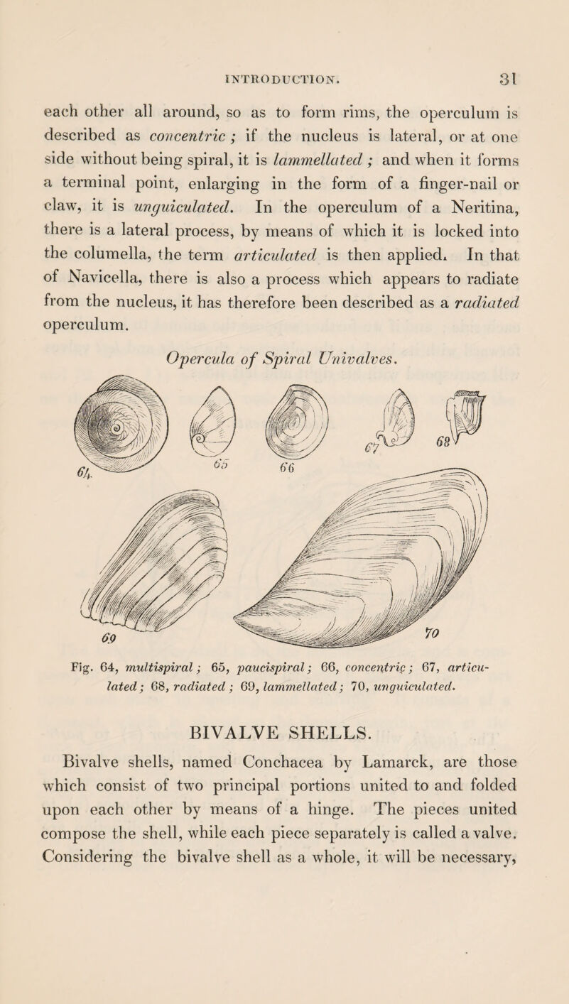 each other all around, so as to form rims, the operculum is described as concentric ; if the nucleus is lateral, or at one side without being spiral, it is lammellated ; and when it forms a terminal point, enlarging in the form of a finger-nail or claw, it is unguiculcited. In the operculum of a Neritina, there is a lateral process, by means of which it is locked into the columella, the term articulated is then applied* In that of Navicella, there is also a process which appears to radiate from the nucleus, it has therefore been described as a radiated operculum. Operculci of Spired Univalves. Fig. 64, multispiral; 65, paucispiral; 66, concentric; 67, articu¬ lated; 68, radiated ; 69, lammellated; 70, unguiculated. BIVALVE SHELLS. Bivalve shells, named Conchacea by Lamarck, are those which consist of two principal portions united to and folded upon each other by means of a hinge. The pieces united compose the shell, while each piece separately is called a valve. Considering the bivalve shell as a whole, it will be necessary,
