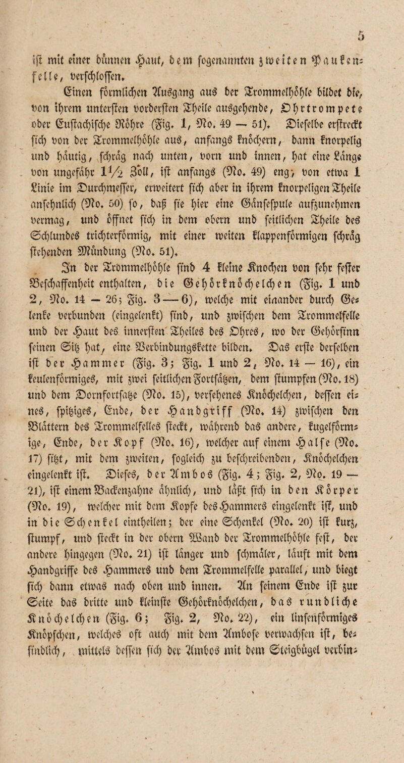 ift mit einer bunnen bem fogemmnfon jmeiten ^aufen^ feite, t)erfc]^(oUen* Ginen förmlichen ^(uögang au^ bec 3!rommelh5f)le bilbet bfe, Don ihrem nnterjlen vorberften Sh^Ü^ an^gehenbe, £)ht^(t^ompete über ^ujlad)ifche Sichre (gig» 1, 5^o. 49 — 51)» ^iefelbe erffreeft fid) üon ber Trommelhöhle auö, anfangs fnochern, bann fnorpelig imb h^iitiö / feh^S ^^b innen, h^^t eine Sange Don ungefähr 1^/2 3oll, ift anfangs (3^o« 49) eng> üon etma 1 Sinie im ^urchmeffer, erweitert ftch aber in ihrem fnorpeligen Theile anfehnlich (5^o* 50) fo, baf fte h^^t' eine ©dnfefpule auftunehmen uermag, unb öffnet ftch in bem ebern unb feitlid^en Theile be6 0chlunbe6 trichterförmig, mit einer meiten flappenformigen fchrdg ftehenben 5[)?imbung 51)* 3n ber Trommelhöhle ftnb 4 fleine Knochen oon [ehr fejier S5efd)affenheit enthalten, bie ©ehorfnochelchen (Sig* 1 unb 2, 9^0* 14 — 265 gig* 3 — 6), melche mit einanber burd) @e« lenbe uerbunben (eingelenft) fmb, unb jmifchen bem Trommelfelle unb ber J^aut beö innerften Theileö be^ ©ehorftnn feinen 0i| h^^l/ 9Serbinbungö!ette bilben» ^a6 erfte berfelben if! ber «Jammer (gig* 3j gig* 1 unb 2, 9^o» 14 — 16), ein keulenförmige^, mit ^mei feitlichengortfdlen, bem ftumpfen (9^o* 18) unb bem S)ürnfortfa^e (9f^o* 15), oerfehene^ Knöchelchen, beffen eis ne6, fpi|ige6, ^nbe, ber ^anbgtiff (ÜZo* 14) jmifchen ben SSldttern be^ Trommelfelle^ peift, mdhrenb ba^ anbere, fugelforms ige, ^nbe, ber Kopf (9^o, 16), welcher auf einem ^alfe (9^o* 17) fi'bt, mit bem ^meiten, fogleid) ju befchreibenben, Knbcheld)en eingelenft ift* ^iefeö, ber 2fmbo6 (gig* 4, gig* 2, 19 — 21), i|l einemfSaefenjahne dhnlid), unb idft ffd) in ben Körper (9?o* 19), meld)er mit bem Kopfe be6.l^ammerö eingelenbt ift, unb in bie Schenkel eintheilen; ber eine ©chenfel (9^o* 20) ift fur$, ftum.pf, unb fteeft in ber obern ^LÖanb ber Trommelhöhle feft, ber anbere hingegen (9^o* 21) ift tanger unb fd)mdler, Iduft mit bem J^anbgriffe beö J^ammer6 unb bem Trommelfelle parallel, unb biegt ftch bann etma^ nach oben unb innen* l^n feinem (5nbe ift ^ur ©eite ba6 britte unb fteinfte ©ehörfnochelchen, baö runbliche Knod)eichen (gig* 6; gig* 2, 9^0*22), ein linfenfbrmigeg Knbpfd)en, melche^ oft aud) mit bem 2(mbofe oertoachfen ift, bes finblid), inittel^ beffen ftch ber ^(mbü6 mit bem ©teigbugel oerbin-