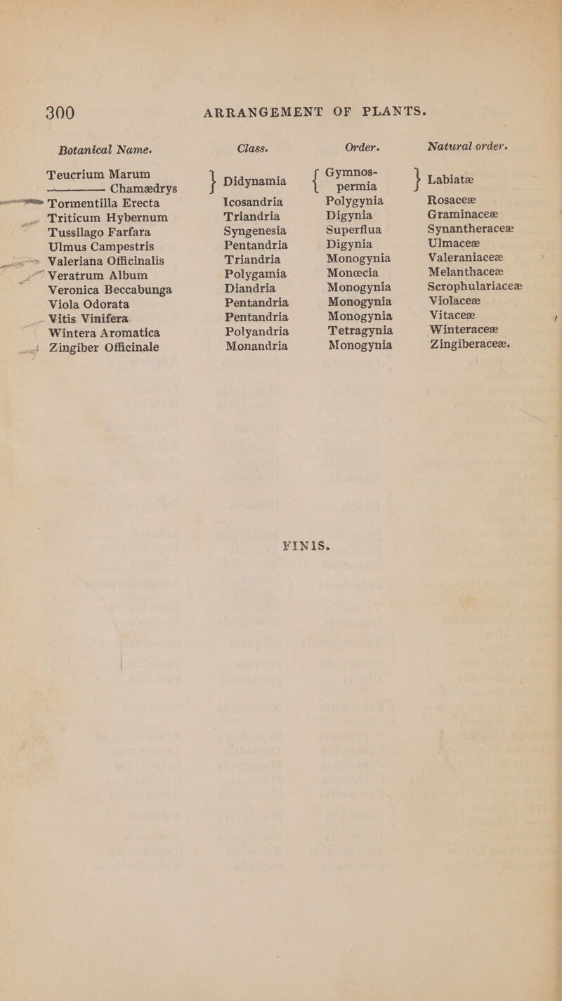300 Botanical Name. Teucrium Marum Chameedrys _« Triticum Hybernum Tussilago Farfara Ulmus Campestris oes Valeriana Officinalis we” Veratrum Album Veronica Beccabunga Viola Odorata _~ Vitis Vinifera Wintera Aromatica _.«) Zingiber Officinale Class. Icosandria Triandria Syngenesia Pentandria Triandria Polygamia Diandria Pentandria Pentandria Polyandria Monandria { Order. Gymnos- permia Polygynia Digynia Superflua Digynia Monogynia Moneecia Monogynia Monogynia Monogynia Tetragynia Monogynia Natural order. } Labiate Rosaceze Graminacee Synantheracez Ulmacez Valeraniacez Melanthacez Scrophulariacee Violaceze Vitacez Winteraceze Zingiberacee.