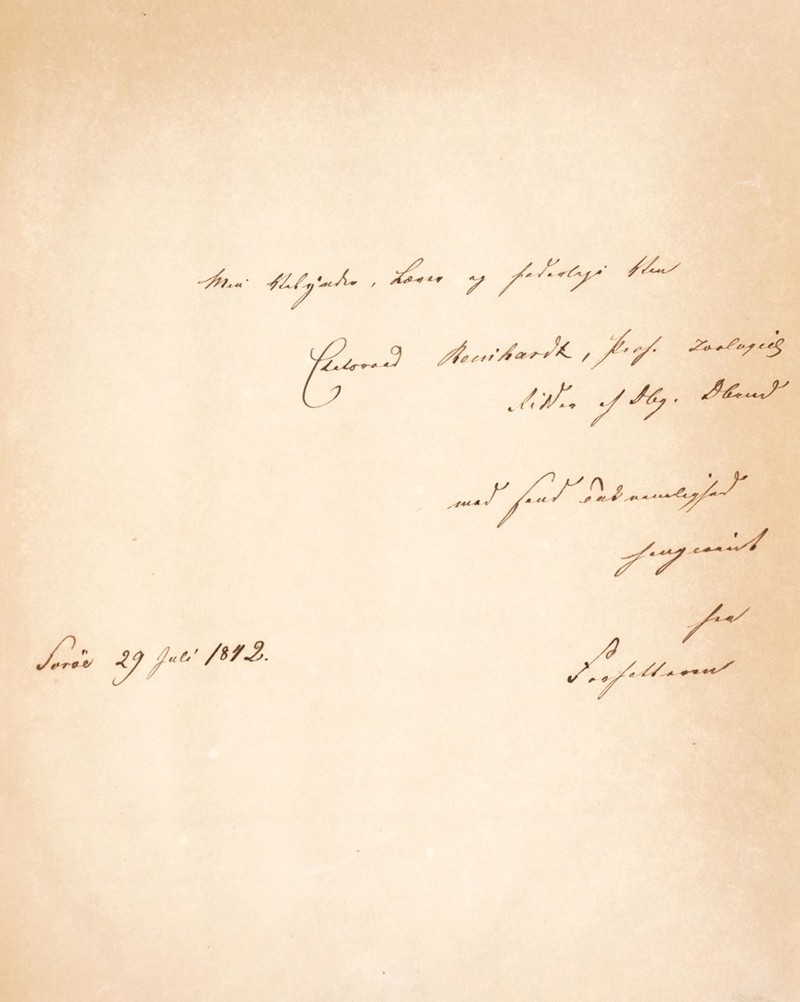 14 Som et meduselignende Dyr, der rober en saa stor Overensstemmelse med de af Con nerne opammede klokkeformede Individer, at man vel med fuld Ret fristes til at antage det for et saadant, kan jeg ikke undlade at gjøre opmærksom paa den af Abild- oaard ved Helgoland iagttagne Medusa papillata, aftegnet i Zool. Dan. Tab. cxl. Sammenligner man denne Figur med Lovéns Figur af de mere kugleformede af Synco- rxyne Sarsii opammede Klokkedyr (Wiegmanns Archiv 1837. Tab. vi. Fig. 25) vil man endog tinde en meget paafaldende Lighed. Skulde fremtidige Undersbgelser bekræfte — hvilket jeg iovrigt ikke betvivler — at hele Køllepolypernes Familie, Slægterne Coryne, Syncoryne, Corymorpha, kun er et Udviklingsled eller en Udviklingsgeneration af Former, som i deres fuldkomne Tilstand meget ligne Meduserne, uden dog at kunne henregnes til dem, maatte alle disse Slægter, som saadanne, forsvinde af Systemet, da de ere opstillede for Former, som ikke ere de fuldkomneste indenfor deres paagjældende Arter. Dog maatte de fuldkomne Former, uagtet Meduseligheden, beholde Kollepolypernes eller Corynernes Plads i Systemet, som Dyr, der ere nærmest beslægtede med Tubularierne og Serlularierne o. s. v. De Iagt¬ tagelser og Undersøgelser over Slægten Campanularia, hvorved vi blive istand til at gjore denne Sammenligning, skylder Videnskaben fornemmelig Naturforskerne Rapp. Grant, Lister og Lovén; Resultaterne af sidstnævnte svenske Naturforskers Iagttagelser vil jeg her fremstille i Korthed; men maa med Hensyn til de enkelte Iagttagelser henvise til den klare Kilde, hvoraf de ere oste, nemlig Kgl. Svenska Wetenskaps Academiens Handl ingar 1835, og Wiegmanns Archiv f. Naturg. 1837. S. 249-262. Tab. vi. Derfra har jeg taget de paa Tab. i henstillede Figurer (Fig. 48-58), som ville give os et klart Exempel paa en cyclisk Udvikling, og tillige kaste meget Lys over alle nærstaaende høiere og lavere F'amilier. Fig. 48 fremstiller en Campanularia geniculata eller Klokkepolyp i en meget svag Forstørrelse. Det frcmgaaer tydeligt, at de Individer, som omsluttede af Celler i Form af omvendte Kegler eller Klokker, udgjøre en saadan Polypstok, ere af tredobbelt Art, og hver Art har sin bestemte Stilling. De talrigste ere de mindre Celler (Indivi¬ der), som staae i Enden af Stængelen og Grenene, Ftg. 48 a. a. I Vinklerne mellem Grenene og Stængelen sidde Axelceller, som altid ere mere langstrakte og næsten dob¬ belt saa store (Fig. 48 b. b.), medens der ovenpaa disse sidder en tredie Art af Celler, som ere kugleformede (Fig. 48 c. c.) og ere de mindste af dem alle. Forholdet mellem disse 3 i Form og Stilling forskjellige Grupper af Individer, oplyses først, naar man for¬ følger den hele Polypstoks Udvikling, og dertil anvender en temmelig stærk Forstørrelse. De smaae kugleformede og blæreagtige Individer (Fig. 48 c. c. og Fig. 53 a. og b.), som sidde ovenpaa de større langstrakte Axelceller, indeholde 2 (meget sjelden 3) temmelig **