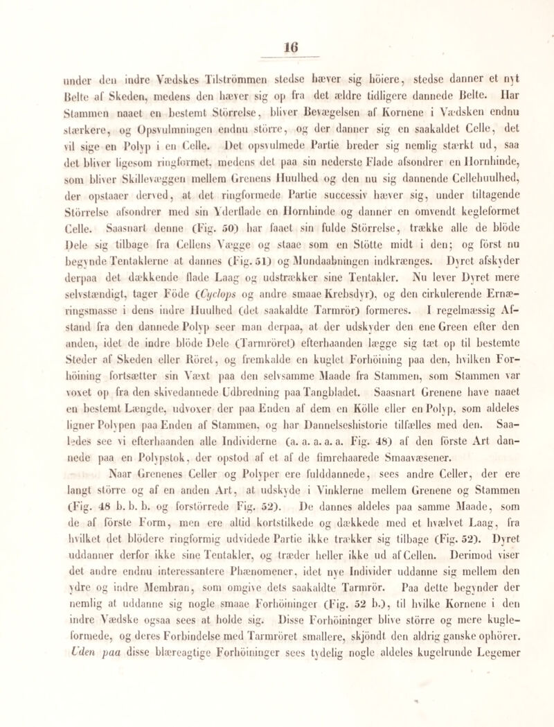 Udvikling vil jeg nu i al Korthed gjore Læseren bekjendt og til Exempel fremstille Udviklingen af Medusa aurila. De udvoxne Meduser, der svomme om Sommeren og Efteraaret hos os, ere ikke, som det tidligere blev antaget, Hermaphroditer, men have særskilt Kjon. En Deel af dem ere altsaa Hanner, en anden Hunner. Vel ere paa alle Individerne Forplant¬ ningsorganerne eensdannede, men de ere at modsat Indhold og Betydning, og det er netop denne Eensdannethed af disse Organer, som saalænge har ladet Hermaphroditismen uantastet ikke blot hos denne Familie, men hos en Mængde andre Former, I de i Æggestokkene liggende kugleformede Æg uddanner sig en Yngel af oval eller oval¬ cylindrisk Form, som senere, naar den har forladt Ægget, samles i de med den samtidig udviklede særegne Rum i de 4 Munden omgivende Arme. Den dvæler i nogen Tid i disse Rum, for deri ligesom at ruges eller opklækkes; derpaa forlader den Moderdyret og svommer omkring som en Sværm frie Væsener i Vandet. Disse \ise sig nu at være lidt sammentrykte fra Siden, og den ene Ende af dem er altid lidt budtere end den anden. Indvendig synes at være en Huulhed eensformet med deres ydre Form. Svumningen i Vandet, saavelsom Bevægelsen i Opklækningsrummene skeer alene ved Fimrehaar, som dække disse Smaavæseners hele Overflade (Fig. 1-5). Ynglen ligner saaledes i det Ydre langt mere de med fimrende Ilaar sig bevægende Infusionsdyr, f. Ex. en Leucophrys eller en Burs ar ia, end en Meduse; men i Bygning og Bevægelsesmaade er der ligeledes en gjennemgribende Forskjel mellem Yngelen og det udvoxne Dyr. Skal altsaa denne Yngel blive til en Meduse, lig de fritsvommende, maa der skee en Forandring, enten successiv eller med bratte Overgange fen Meta- morphose, Forvandling}. Vi forfolge nu denne Yngel videre. Under Svømningen er stedse den budtere Ende foran, og da der i denne er en Fordybning fFig. 5}, kunde man let fristes til at antage den for en Forende og Fordybningen for en Mundaabning. Men netop med denne Ende seer man Dyret efter nogen Tid at hæfte sig paa faste Gjen- stande, (Fig. 7, 8) og den ovennævnte Grube eller Fordvbning giver sig da til— kjende som en Art af Sugegrube eller Hæfteredskab, der tillige afsondrer en seig og klæbende Vædske. Den modsatte Ende staaer da lodret frem fra de Gjenstande, hvor- paa Dyret har hæftet sig, og der indkramger sig en virkelig Aabning i den, medens den udvider sig mere og mere og bliver kolleformet (Fig. 8. 9). Aabningen i den er i Begyndelsen meget lille, men udvider sig snart, og den omgivende Rand bliver boielig og bevægelig, og antager allehaande Figurer; i sammentrukket Tilstand er den fir¬ kantet, og paa dens fire Hjerner bemærker man ligesom Smaaknuder f Fig. 10. II. 12}, der snart forlænge og fortynde sig, og tilsidst udskyde (paa 5*c—Gte Dag) i lire lange i*