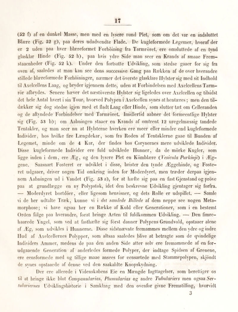 Tentakler eller Arme (Fig. 13—15). Mellem disse indtræde siden fire andre Arme, der ligeledes begynde som Smaaknuder (Ide Dag). Den 10de Dag efter at være udkomne af Rummene i Moderdyrets Arme have alle Individerne 8 Tentakler (Fig. 16), og der begynder at fremskyde 3—5 nye, medens de ældre allerede have i deres udstrakte Tilstand en Længde, der 3—5 Gange overgaaer Kroppens (Fig. IT). Saaledes vedbliver Antallet af disse Organer at fordge sig under Dyrets Væxt, idet der stedse udskyder nye i Mellemrummene mellem de ældre. Til Slutningen finder man Dyret forsynet med 24, 28, 30 Arme (Fig. 19, 20); det er da fra et lille Sandkorns Storrelse af blevet omtrent 1 Linie langt; Farven er fra det brungule efterliaanden gaaet over gjennem det rodliggraae til det graahvide Gjennemsigtige. I denne fastsiddende Tilstand ligner Dyret meget i ydre Form en Polyp, men er dog, uagtet det mangler Evne at bevæge sig i Vandet, allerede Meduseformen nærmere, end medens det som et infusorieagtigt Væsen ved Hjælp af sine Fimrehaar svommede omkring i Vandet. Dette tilsyneladende polypformede Dyr, i hvilket vi senere ville oine en Medusa paa en Stilk, staaer saaledes fasthæftet til meget forskjellige Gjenstande paa Havets Bund, til Stene, Skaldyr, men især, som det synes, til Stammen af de store Tangarter (Laminarid),\ Har Dyret erholdt sit fulde Antal Tentakler eller Arme, eller har det, som man maaskee turde kalde det, naaet sin fulde Form, varer det ikke længe, inden en ny Livsvirksomhed begynder at gjære i det. Der begvnder nemlig at danne sig Tværrynker om Kroppen, idet Dyret forresten fortsætter sin Væxt, fornemmelig i Længden, hvorved Kroppen bliver mere cylindrisk. Disse Tverrynker komme efter- haanden, men stedse i lige Afstand fra hverandre, og ere i Begyndelsen svage, som om det blot var Tverlinier eller Tverringe, der gik omkring Kroppen (Fig. 20. 21); men efterhaanden er det ligesom om Rynkerne skar sig dybere og dybere ind i den tilsyne¬ ladende forlængede Krop, medens den overste Rand af de ved Rynkerne afsnorede Par¬ tier meer og meer hæver sig, og træder frem med 8 frie, indskaarne Lapper eller Straaler, der sidde saa lige over hverandre paa alle de afsnorede Partier, at der synes at være 8 Længderibber langs ad Kroppen (Fig 22). Lidt efter lidt, som Indsndringen bliver stærkere, kommer der storra og storre Bevægelighed og ligesom selvstændigt Liv i de lappede Fremstaaenheder, og det tegner til, at Dyret vil dele sig i ligesaamange selv¬ stændige, skaalformede Legemer som der vare afsnorede Partier. — Dermed ender det ogsaa, som vi nu ville faae at see. Den folgende Udvikling bestaaer nemlig deri, at disse oftnævnte ligesom afsnorede Partier, der sidde i og over hverandre som Kopper, virkelig skille sig fra hverandre, idet de under deres sammentrækkende og udstrækkende Bevægelse meer og meer bæve sig op fra hverandre, (Fig. 23) medens samtidig hermed deres Lapper forlænge sig.