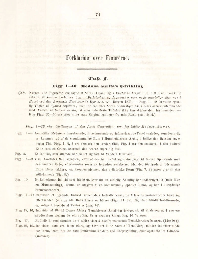 15 store Æg, i hvilke ere alle Ægels væsenlige Dele, og disse Individer ere altsaa at betragte som virkelige Hunner. Naar den tynde Æggehinde brisler, fremkommer der en oval noget langstrakt Yngel (Fig. 53 a. og 54), som er besat over bele Kroppen med Fimre- haar*), og ved Hjelp af disse gjor den i Vandet allehaande glidende og dreiende Bevæ¬ gelser, idet den tillige sammentrækker og forlænger sin Kropform, saa at denne snart er mere ægformet eller endog pæreformet, snart mere langstrakt og bagtil noget aftyndet. Lovén skjelnede hos denne Yngel en indre Huulhed, hvori var en dunkiere Vædske, og 2 denne Huulhed omgivende Membraner, en indre uigjennemsigtig og en ydre glasklar. Mundaabning fandt han ikke, og det er vel heller ikke rimeligt, at der bar dannet sig en saadan paa dette Udviklingstrin. Efter nogen Tids frie Omsvomning i Vandet sætter den sig fast til en eller anden storre Gjenstand, et Tangblad f. Ex., trækker sig sammen og antager en kredsrund Figur. Haarene bore da op at fimre, og den med dem besatte Hud lægger sig som en tynd næsten gjennemsigtig Bræmme omkring det flade Dyr, i hvis Midte sees en dunkiere Plet, bestaaende af de i Vædsken tæt sammenstimlende Smaakorn (Fig. 55). Over denne Plet hæver sig en svag rund Forhoining, der er en Begyndelse til den opvoxende Polypstamme, idet den efterhaanden hæver sig lodret fra den kredsdannede Udbredning, hvis Indhold samtidig hermed trækker sig sammen og deler sig i 4 Lapper (Fig. 56). Disse ere, efter Loren, de fdrste Spor til de Ud- lobere, Polypstammen som oftest udsender. I det Væxten ligesom fortsættes og standses afvexlende, opstaae de Indsnoringer, som give Polypstammen et ringet Udseende. Fig. 57 viser Stammen under dens begyndende Yæxt; dens indre Huulhed med den deri cirku¬ lerende finkornede Vædske (der vel nærmest kan sammenlignes med en Næringssaft eller Chylus) trænger sig opad og udvider de 2 den omgivende Membraner kolle- eller kugle- formig. Den hvælvede Overflade af den ydre Membran afsondrer en tynd, i Begyndelsen blod Overhud, som senere bliver fast og hornagtig, og saaledes dannes den ydre horn¬ agtige Skede eller Ror omkring disse Polypdyr, idet det kugleformede dverste Partie *) Dette Udtryk, som jeg allerede engang har brugt, uden at erindre at forklare det, tillader jeg mig al indfdre i Skriftsproget. At fimre er nemlig paa godt Jydsk og jeg troer idet almindelige Folkesprog at bevæge sig saa hurtig og eensformig, at man neppe kan see den sig bevægende Gjenstand, men kun faaer Indtrykket af Banen den beskriver; saaledes fimrer det i Luften imod Tordenveir; dernæst er det overfort paa lilnær- inende Bevægelser. Den regelmæssige zittrende eller rystende Bevægelse, man saa ofte sætter Benene i, naar man strækker dem ud fra si, hedder at fimre ilted Benene. Lammet fimrer med Halen, naar det tager Die o. s. v. Vi have altsaa den Fordeel, at vi ikke blot kunne faae et betegnende Navn paa Tydskernes Flimmer- bewegung og Flimmerhaare, Fimrehaar og Fimrebevægelse, men at vi endogsaa have Verber for denne sær¬ egne Maade at bevæge sig paa, nemlig at fimre og at fimre med. Det sidste bruges da om de Organer, hvorved Dyret sættes i Bevægelse, det fdrste kan ifdlge Talebrugen bruges ikke alene om Organernes ejen¬ dommelige zittrende Bevægelse, men ogsaa om hele Dyrets Bevægelse fra et Sted (det fimrer omkring i Vandety
