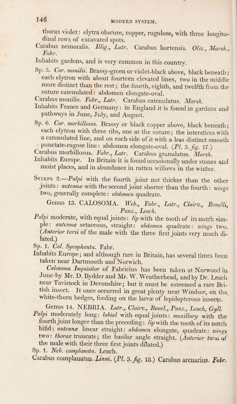 MODERN SYSTEM. thorax violet: elytra obscure, copper, rugulose, with three longitu¬ dinal rows of excavated spots. Carabus nemoralis. Illig., Latr. Carabus hortensis. Oliv , Marsh , Fabr. ’ Inhabits gardens, and is very common in this country. Sp. Car. monilis. Brassy-green or violet-black above, black beneath ; each elytron with about fourteen elevated lines, two in the middle more distinct than the rest; the fourth, eighth, and twelfth from the suture catenulated : abdomen elongate-oval. Carabus monilis. Fabr., Latr. Carabus catenulatus. Marsh. Inhabits France and Germany: in England it is found in gardens and pathways in June, July, and August. Sp. 6. Car. morbillosus. Brassy or black copper above, black beneath; each elytron with three ribs, one at the suture; the interstices with a catenulated line, and on each side of it with a less distinct smooth punctate-rugose line: abdomen elongate-oval. {PI. 3. fig. 17.) Carabus morbillosus. Fabr., Latr. Carabus granulatus. Marsh. Inhabits Europe. In Britain it is found occasionally under stones and moist places, and in abundance in rotten willows in the winter. Stirps 2.—Palpi with the fourth joint not thicker than the other joints : antenna with the second joint shorter than the fourth : wings two, generally complete: abdomen quadrate. Genus 13. CALOSOMA. Web., Fabr., Latr., Clairv., Bonelli, Panz., Leach. 1 alpi moderate, with equal joints: Up with the tooth of its notch sim¬ ple : antenna setaceous, straight: abdomen quadrate: wings two. (Anterior tarsi of the male with the three first joints very much di¬ lated.) Sp. 1. Cal. Sycophanta. Fabr. Inhabits Europe; and although rare in Britain, has several times been taken near Dartmouth and Norwich. Calosoma Inquisitor of Fabricius has been taken at Norwood in June by Mr. D. Bydder and Mr. W. Weatherhead, and by Dr. Leach near lavistock in Devonshire; but it must be esteemed a rare Bri¬ tish insect. It once occurred in great plenty near Windsor, on the white-thorn hedges, feeding on the larva? of lepidopterous insects. Genus 14. NEBRIA. Latr., Claire., Bonel., Panz., Leach, Gyll. 1 alpi moderately long: labial with equal joints: maxillary with the fourth joint longer than the preceding: lip with the tooth of its notdh bifid: antenna linear straight: abdomen elongate, quadrate: wings two. thorax truncate; the basilar angle straight. (.Anterior tarsi of the male with their three first joints dilated.) Sp. 1. Neb. complanata. Leach. Carabus complanatus. Linnt. {PI. 3. fig. 18.) Carabus arenarius. Fair.