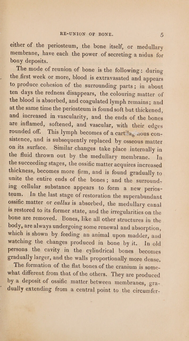 either of the periosteum, the bone itself, or medullary membrane, have each the power of secreting a nidus for bony deposits. The mode of reunion of bone is the following; during the first week or more, blood is extravasated and appears to produce cohesion of the surrounding parts; in about ten days the redness disappears, the colouring matter of the blood is absorbed, and coagulated lymph remains; and at the same time the periosteum is found soft but thickened, and increased in vascularity, and the ends of the bones are inflamed, softened, and vascular, with their edges rounded off. This lymph becomes of a carti!a, ous con- sistence, and is subsequently replaced by osseous matter on its surface. Similar changes take place internally in the fluid thrown out by the medullary membrane. In the succeeding stages, the ossific matter acquires increased thickness, becomes more firm, and is found gradually to unite the entire ends of the bones ; and the surround- ing cellular substance appears to form a new perios- teum. In the last stage of restoration the superabundant ossific matter or callus is absorbed, the medullary canal is restored to its former state, and the irregularities on the bone are removed. Bones, like all other structures in the body, are always undergoing some renewal and absorption, which is shown by feeding an animal upon madder, and watching the changes produced in bone by it. In old persons the cavity in the cylindrical bones becomes gradually larger, and the walls proportionally more dense, The formation of the flat bones of the cranium is some- what different from that of the others. They are produced _ by a deposit of ossific matter between membranes, gra- dually extending from a central point to the circumfer-