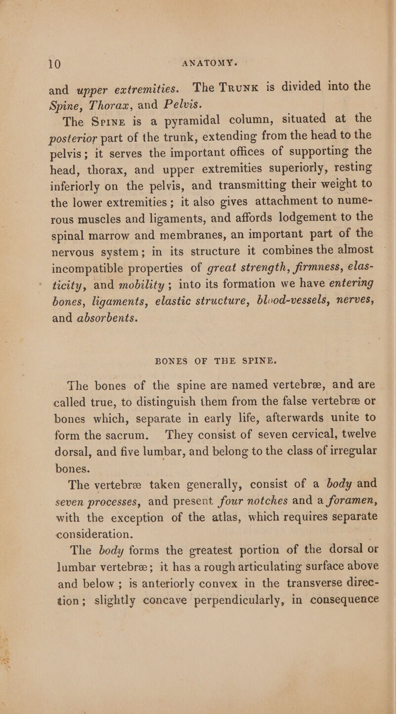 and upper extremities. The Trunx is divided into the Spine, Thorax, and Pelvis. 7 The Srixz is a pyramidal column, situated at the posterior part of the trunk, extending from the head to the pelvis; it serves the important offices of supporting the head, thorax, and upper extremities superiorly, resting inferiorly on the pelvis, and transmitting their weight to the lower extremities ; it also gives attachment to nume- rous muscles and ligaments, and affords lodgement to the spinal marrow and membranes, an important part of the nervous system; in its structure it combines the almost incompatible properties of great strength, firmness, elas- ticity, and mobility ; into its formation we have entering bones, ligaments, elastic structure, blood-vessels, nerves, and absorbents. BONES OF THE SPINE. The bones of the spine are named vertebree, and are called true, to distinguish them from the false vertebre or bones which, separate in early life, afterwards unite to form the sacrum. They consist of seven cervical, twelve dorsal, and five lumbar, and belong to the class of irregular bones. The vertebree taken generally, consist of a body and seven processes, and present four notches and a foramen, with the exception of the atlas, which requires separate consideration. . The body forms the greatest portion of the dorsal or lumbar vertebree; it has a rough articulating surface above and below ; is anteriorly convex in the transverse direc- tion; slightly concave perpendicularly, in consequence