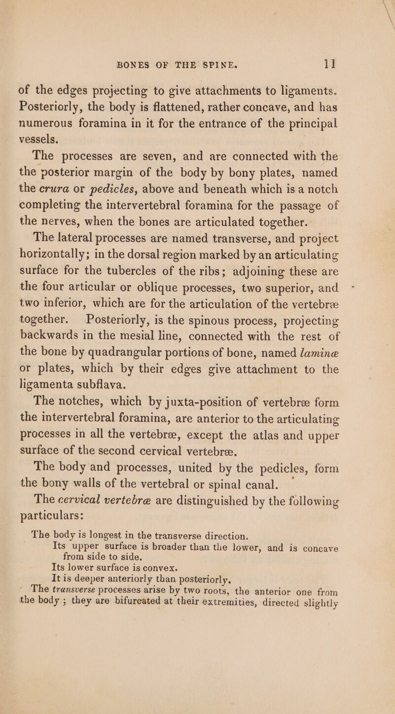 of the edges projecting to give attachments to ligaments. Posteriorly, the body is flattened, rather concave, and has numerous foramina in it for the entrance of the principal vessels. The processes are seven, and are connected with the the posterior margin of the body by bony plates, named the crura or pedicles, above and beneath which is a notch completing the intervertebral foramina for the passage of the nerves, when the bones are articulated together. The lateral processes are named transverse, and project horizontally; in the dorsal region marked by an articulating surface for the tubercles of the ribs; adjoining these are the four articular or oblique processes, two superior, and two inferior, which are for the articulation of the vertebrae together. Posteriorly, is the spinous process, projecting backwards in the mesial line, connected with the rest of the bone by quadrangular portions of bone, named lamine or plates, which by their edges give attachment to the ligamenta subflava. The notches, which by juxta-position of vertebree form the intervertebral foramina, are anterior to the articulating processes in all the vertebree, except the atlas and upper surface of the second cervical vertebre. The body and processes, united by the pedicles, form the bony walls of the vertebral or spinal canal. — The cervical vertebre are distinguished by the following particulars: The body is longest in the transverse direction. . Its upper surface is broader than the lower, and is concave from side to side. Its lower surface is convex. It is deeper anteriorly than posteriorly. The transverse processes arise by two roots, the anterior one from the body ; they are bifurcated at their extremities, directed slightly