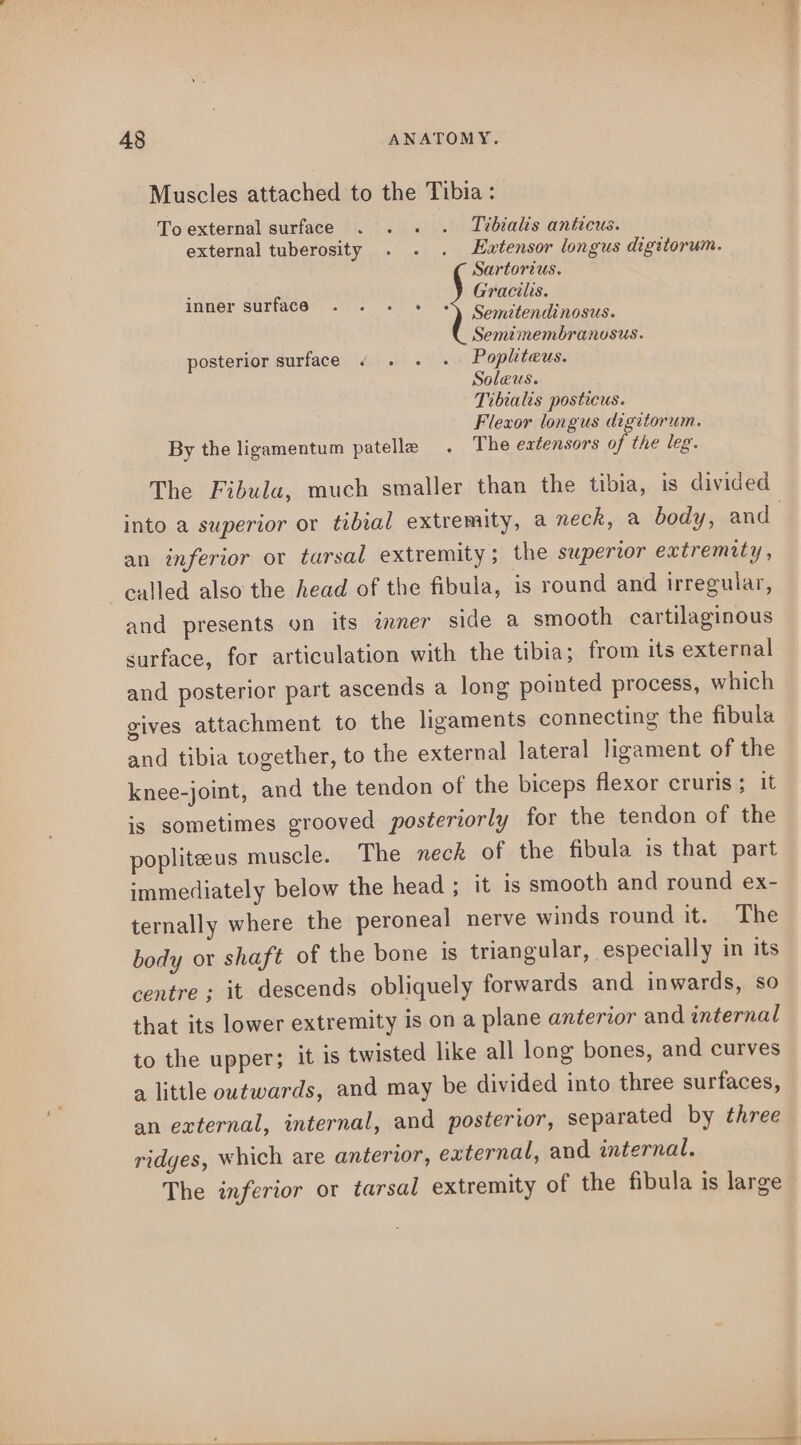Muscles attached to the Tibia: Toexternal surface . . . . Tibialis anticus. external tuberosity . . . Hwtensor longus digstorum. Sartorius. Gracilis. Semitendinosus. Semimembranosus. posterior surface « . . . Popliteus. Soleus. Tibialis posticus. Flexor longus digttorum. By the ligamentum patelle . The extensors of the leg. The Fibula, much smaller than the tibia, is divided into a superior or tibial extremity, a neck, a body, and inner surface an inferior or tarsal extremity; the superior extremity , called also the head of the fibula, is round and irregular, and presents on its inner side a smooth cartilaginous surface, for articulation with the tibia; from its external and posterior part ascends a long pointed process, which gives attachment to the ligaments connecting the fibula and tibia together, to the external lateral ligament of the knee-joint, and the tendon of the biceps flexor cruris; it is sometimes grooved posteriorly for the tendon of the popliteeus muscle. The neck of the fibula is that part immediately below the head ; it is smooth and round ex- ternally where the peroneal nerve winds round it. The body or shaft of the bone is triangular, especially in its centre ; it descends obliquely forwards and inwards, so that its lower extremity is on a plane anterior and internal to the upper; it is twisted like all long bones, and curves a little outwards, and may be divided into three surfaces, an external, internal, and posterior, separated by three ridges, which are anterior, external, and internal. The inferior or tarsal extremity of the fibula is large eee ae - een, ae