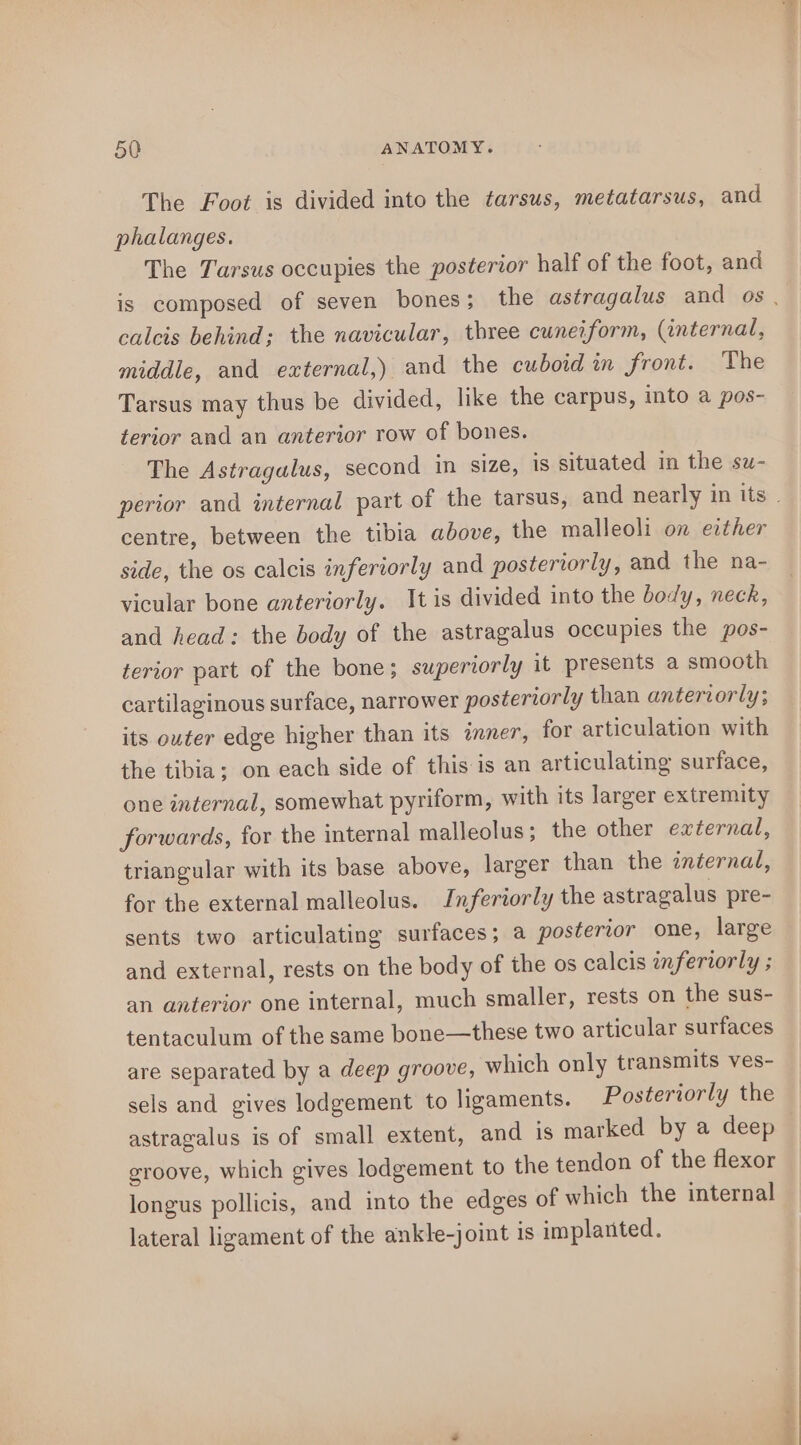 The Foot is divided into the tarsus, metatarsus, and phalanges. The Tarsus occupies the posterior half of the foot, and calcis behind; the navicular, three cuneiform, (internal, middle, and external,) and the cuboid in front. The Tarsus may thus be divided, like the carpus, into a pos- terior and an anterior row of bones. The Astragalus, second in size, is situated in the su- centre, between the tibia above, the malleoli on either side, the os calcis inferiorly and posteriorly, and the na- vicular bone anteriorly. It is divided into the body, neck, and head: the body of the astragalus occupies the pos- terior part of the bone; superiorly it presents a smooth cartilaginous surface, narrower posteriorly than anteriorly; its outer edge higher than its inner, for articulation with the tibia; on each side of this is an articulating surface, one internal, somewhat pyriform, with its larger extremity forwards, for the internal malleolus; the other external, triangular with its base above, larger than the internal, for the external malleolus. Inferiorly the astragalus pre- sents two articulating surfaces; a posterior one, large and external, rests on the body of the os calcis inferiorly ; an anterior one internal, much smaller, rests on the sus- tentaculum of the same bone—these two articular surfaces are separated by a deep groove, which only transmits ves- sels and gives lodgement to ligaments. Posteriorly the astragalus is of small extent, and is marked by a deep groove, which gives lodgement to the tendon of the flexor longus pollicis, and into the edges of which the internal lateral ligament of the ankle-joint is implanted. vs